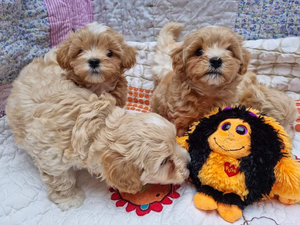 Photo of Gorgeous Maltipoo Puppies Available.