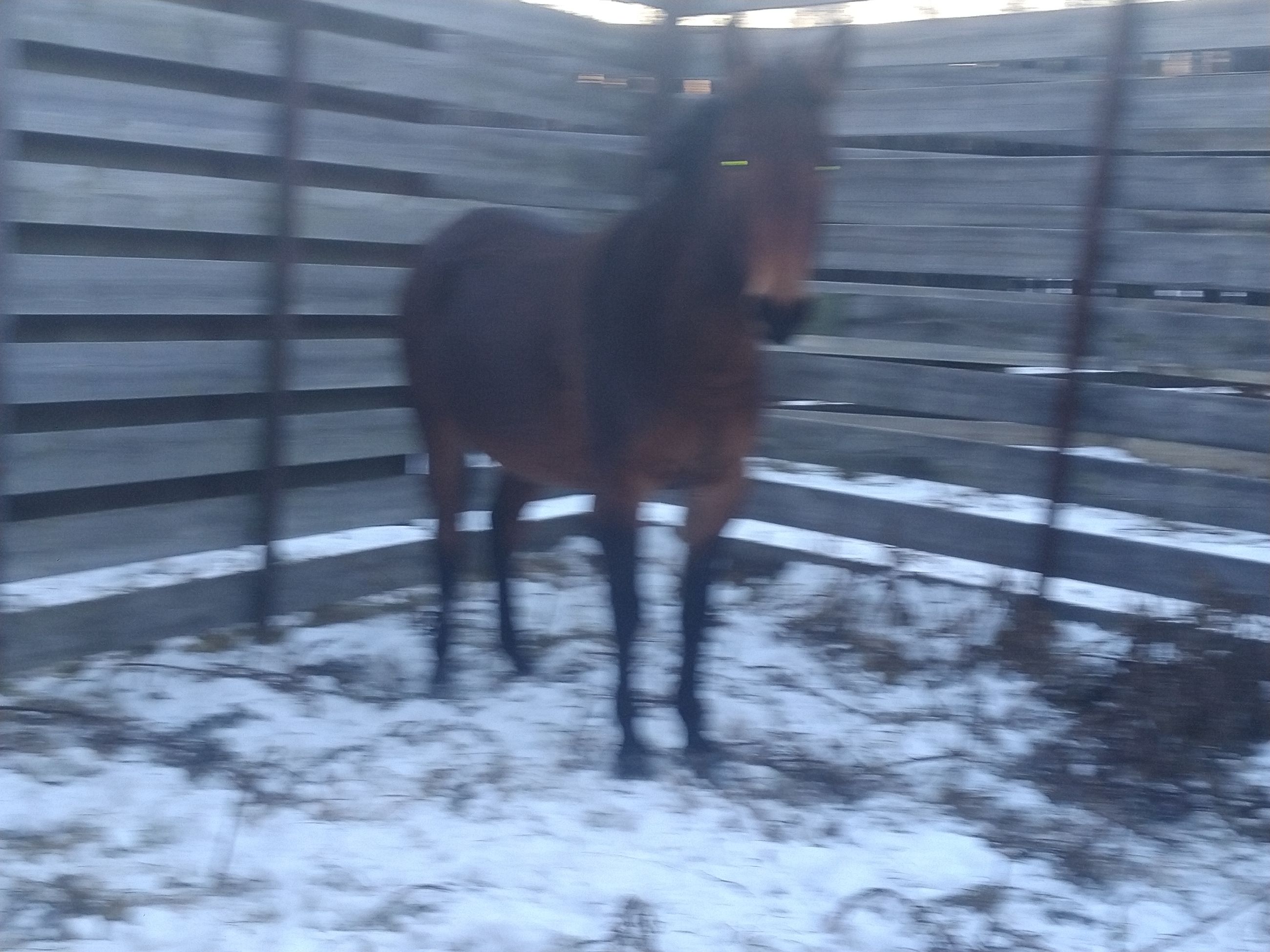 Gorgeous Jenny  - 2 - 1763060016511_IMG_20251112_160230