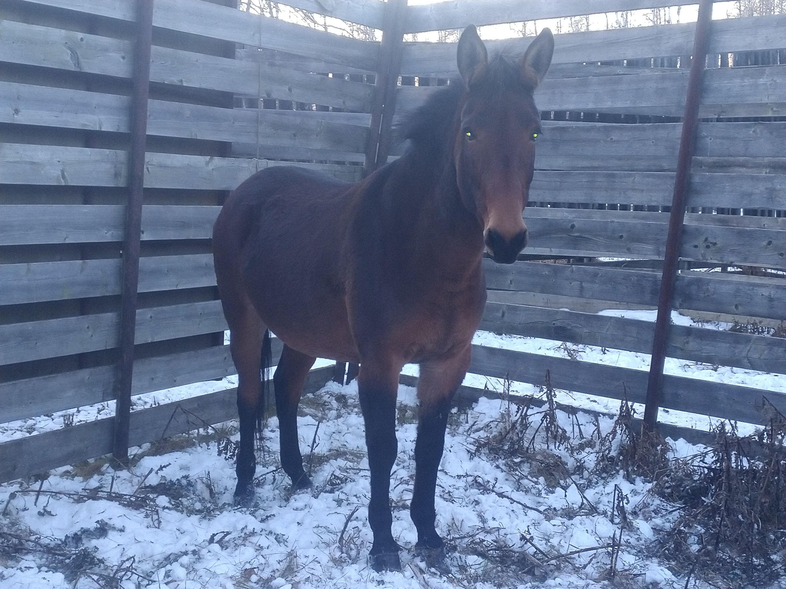 Gorgeous Jenny  - 4 - 1763060017213_IMG_20251112_160239