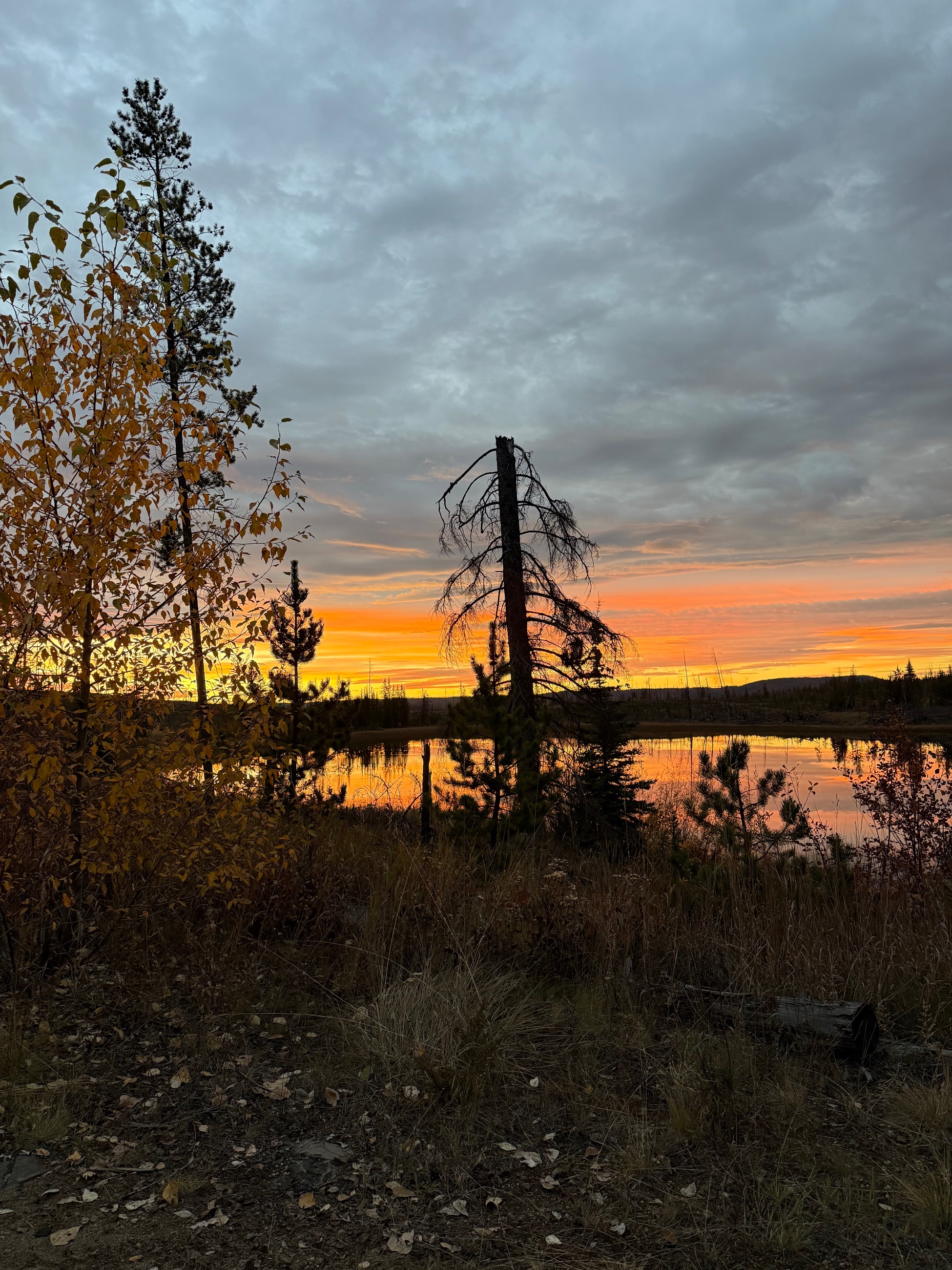 Photo of .243 win rifle