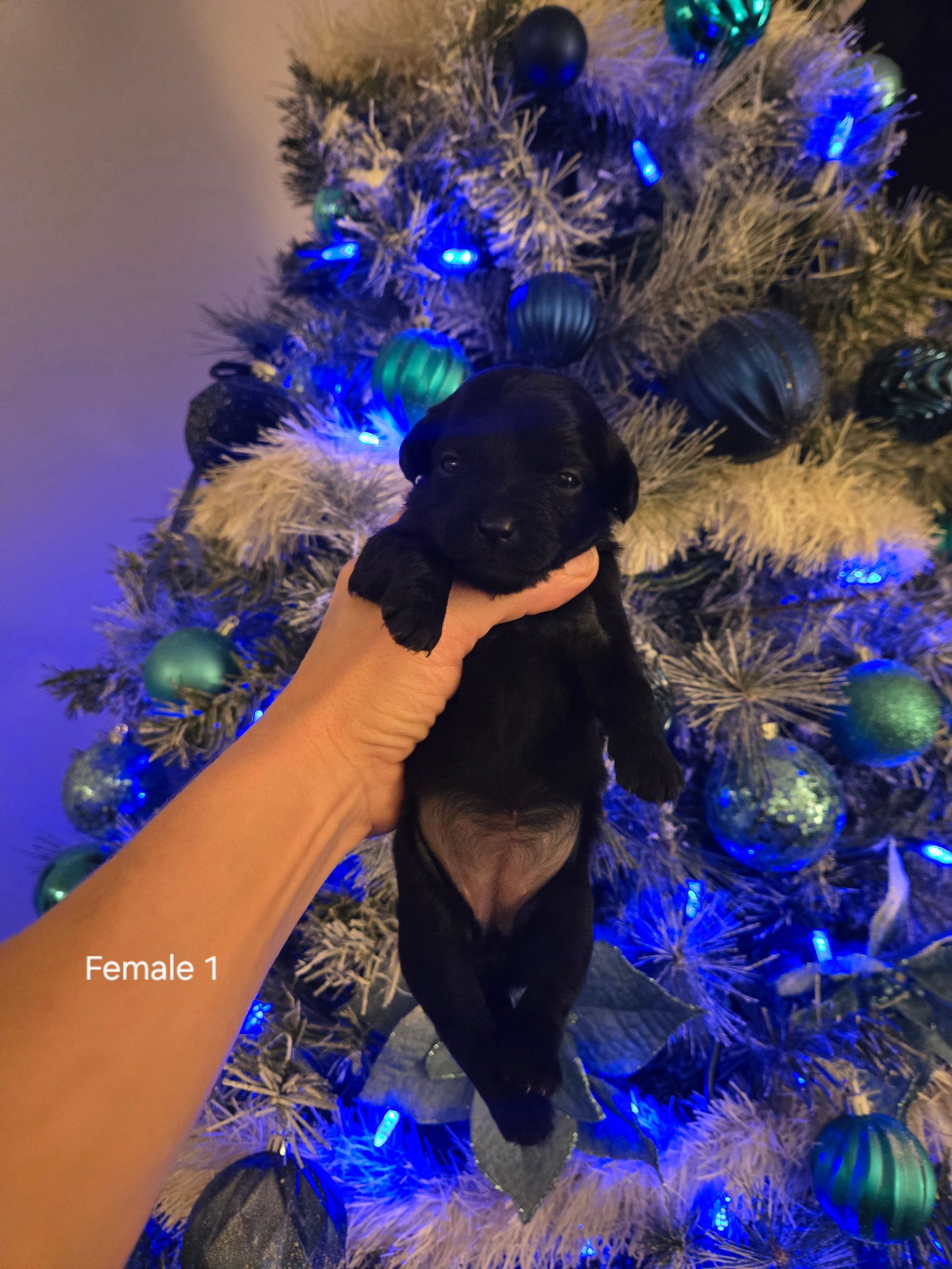 Photo of Christmas Chocolate Chihuhua Toy Poodles