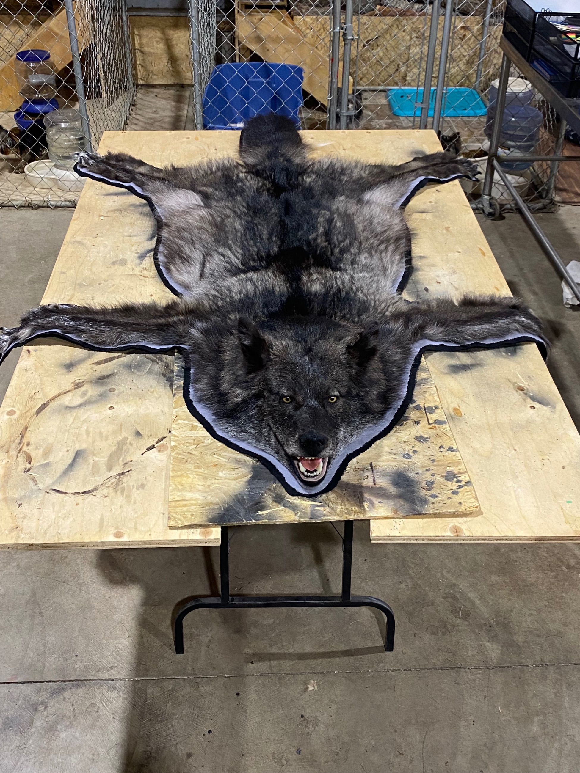 Photo of Trade wolf rug for rifle