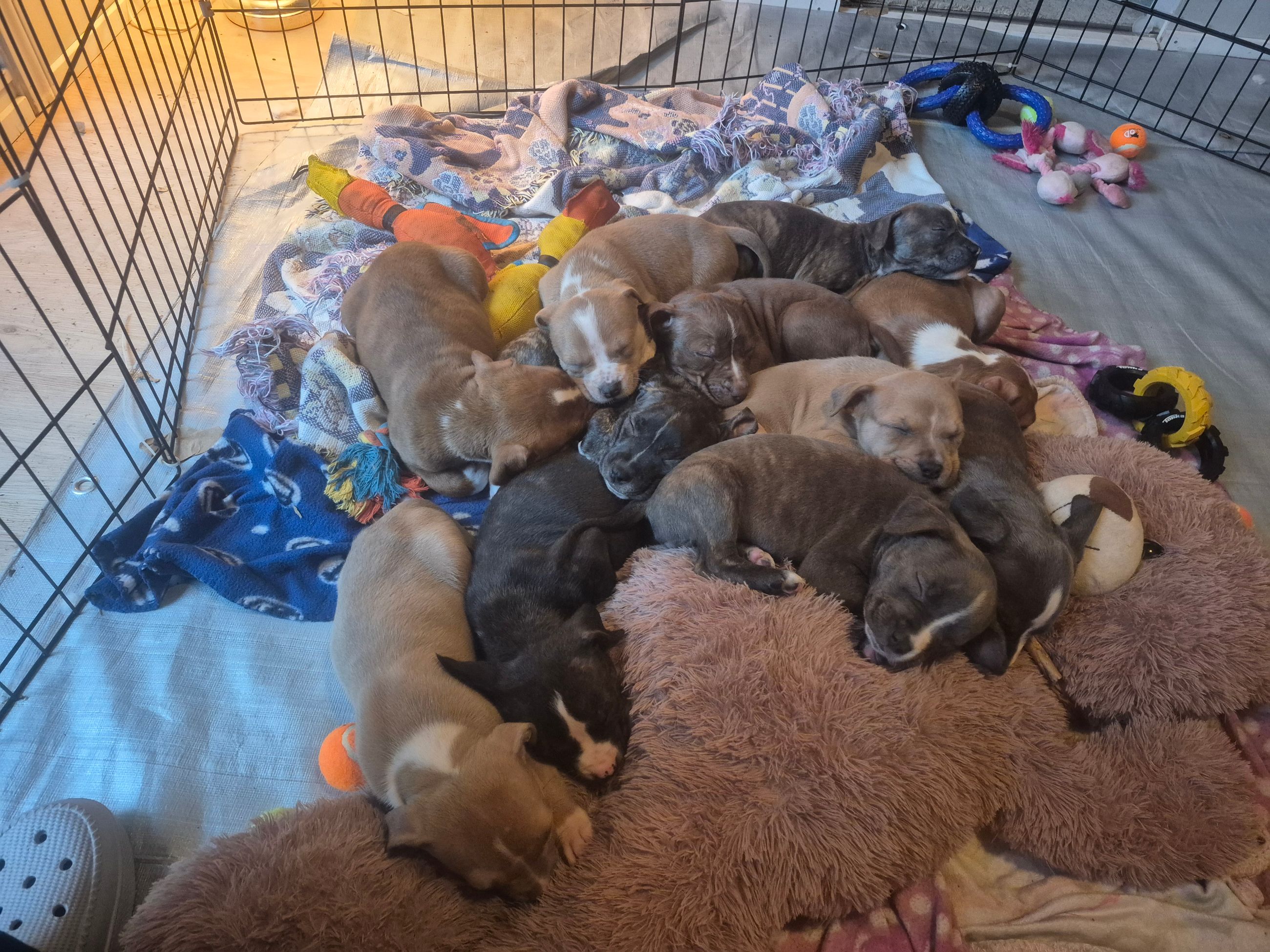  pitbull puppies (hybrid) - 12 - 1763214454120_1000011567