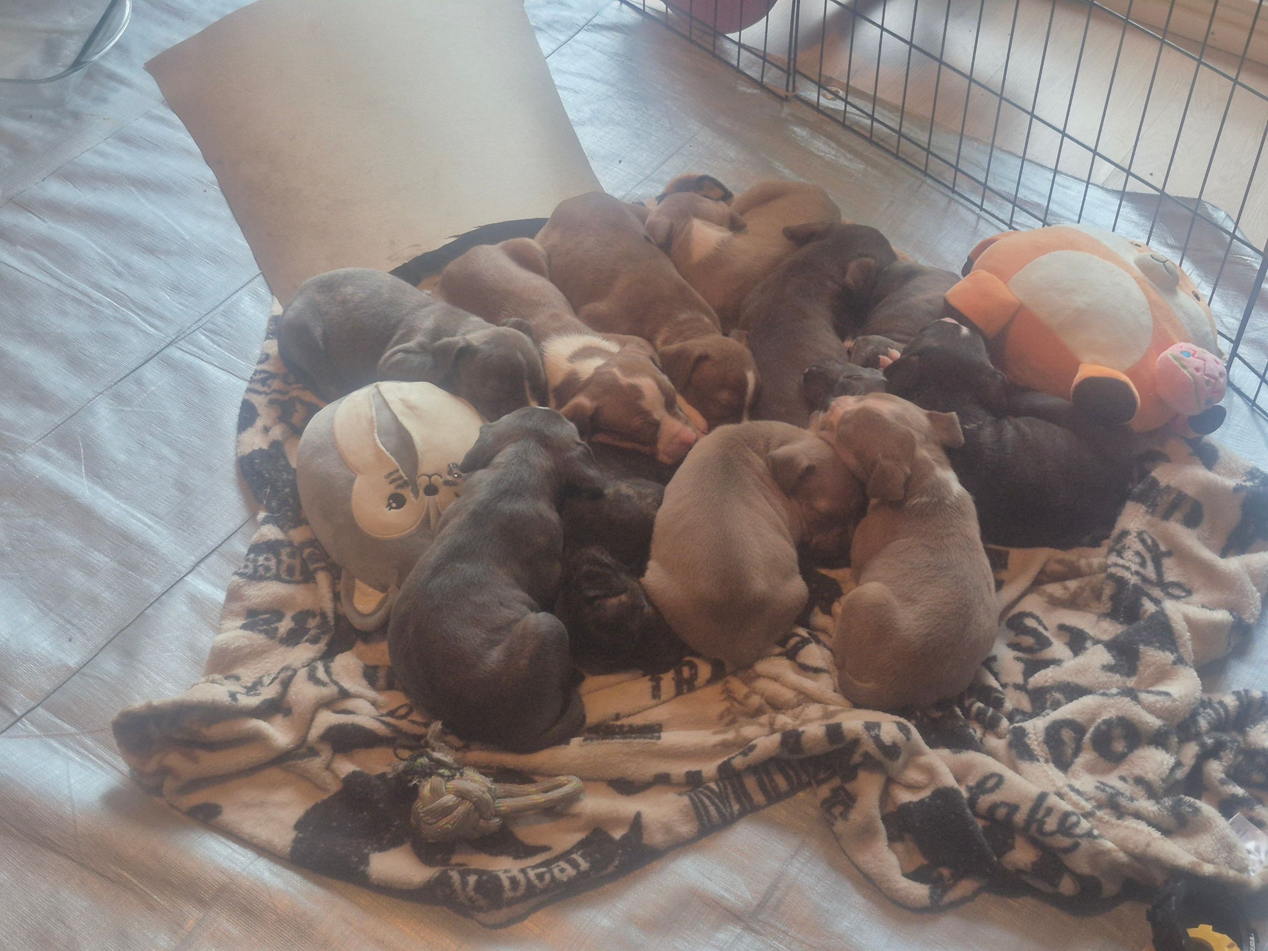 pitbull puppies (hybrid) - 14 - 1763214454121_1000011346
