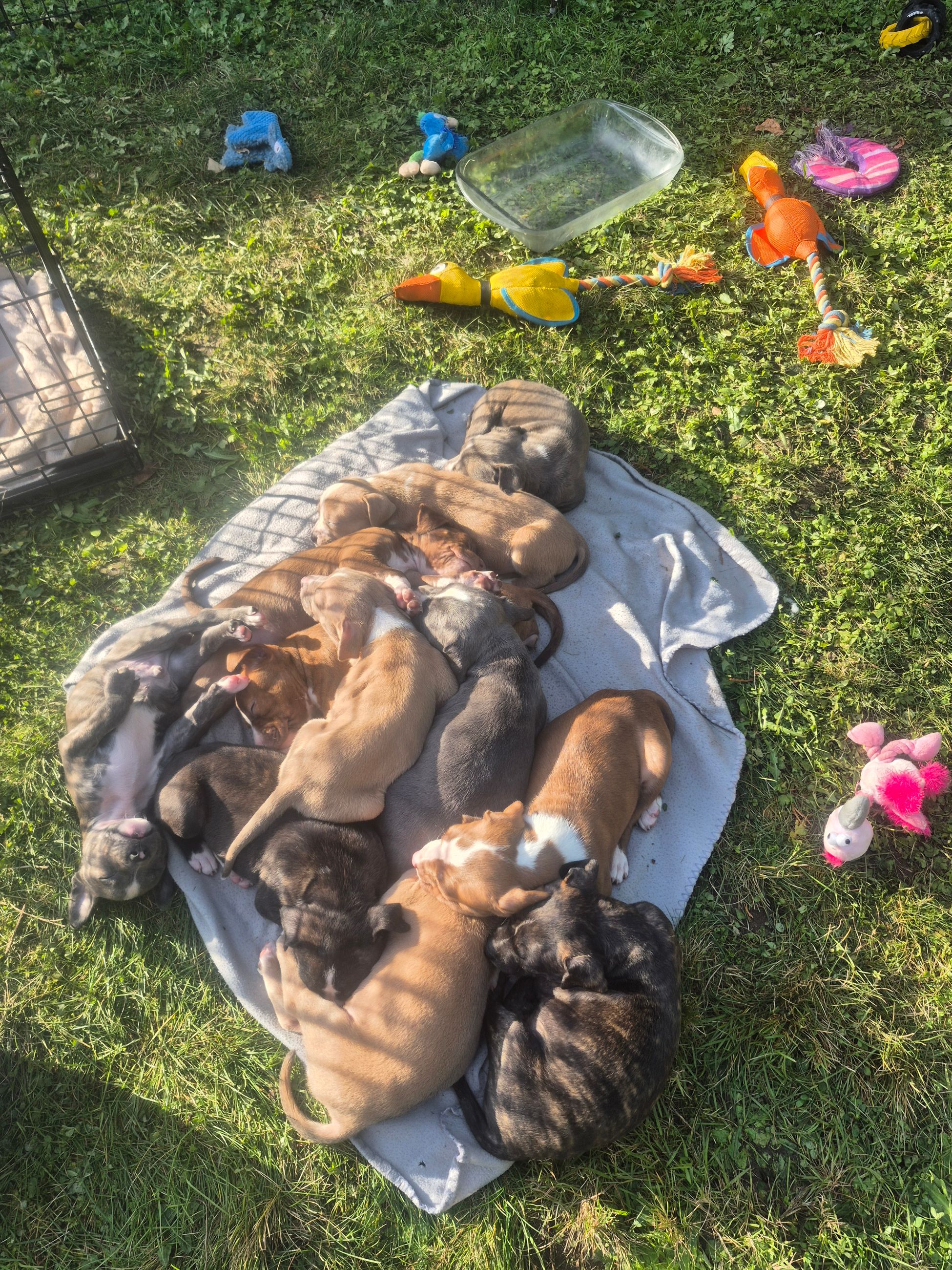  pitbull puppies (hybrid) - 13 - 1763214454154_1000011438