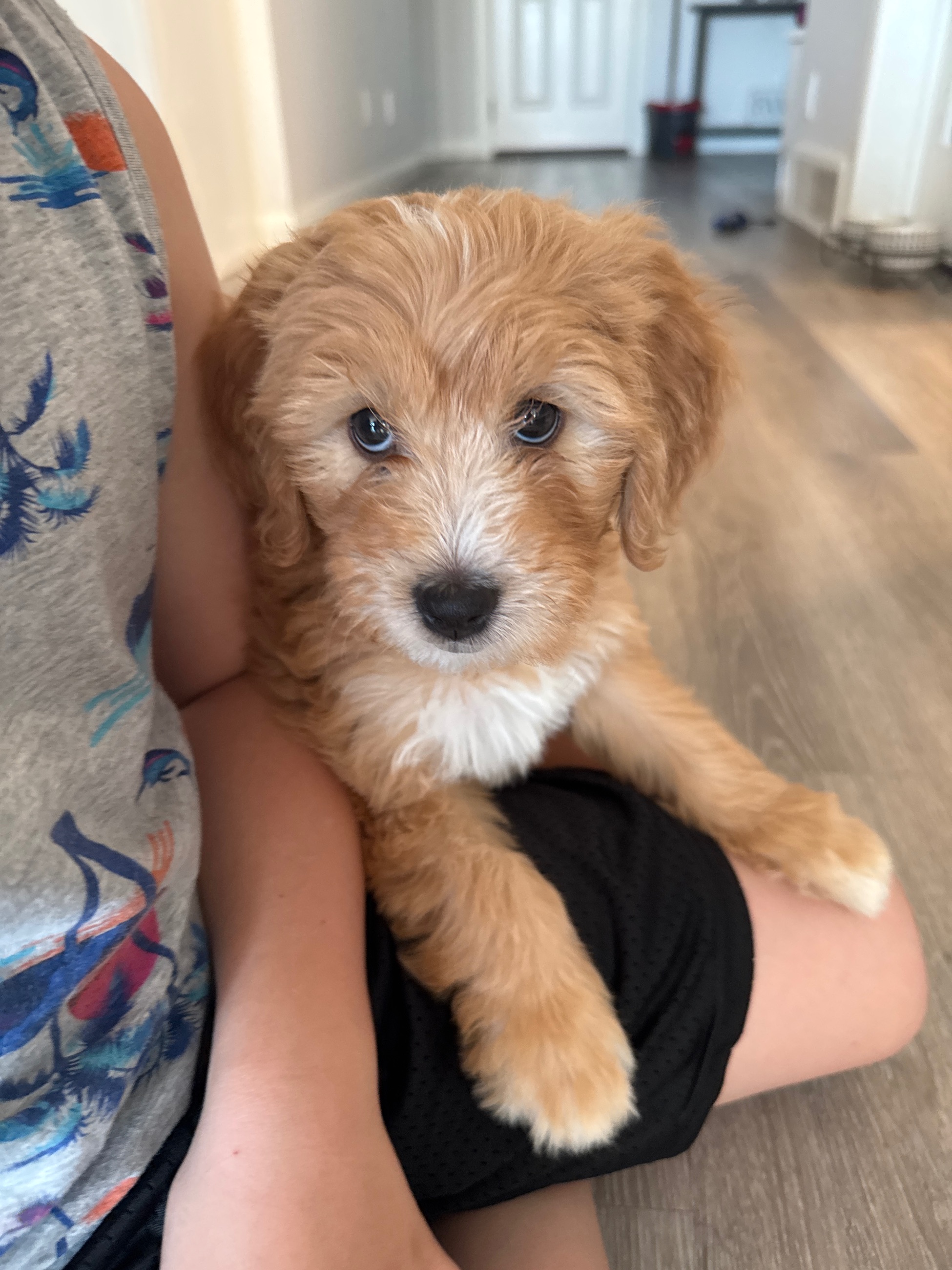 Photo of Mini golden doodle for rehoming