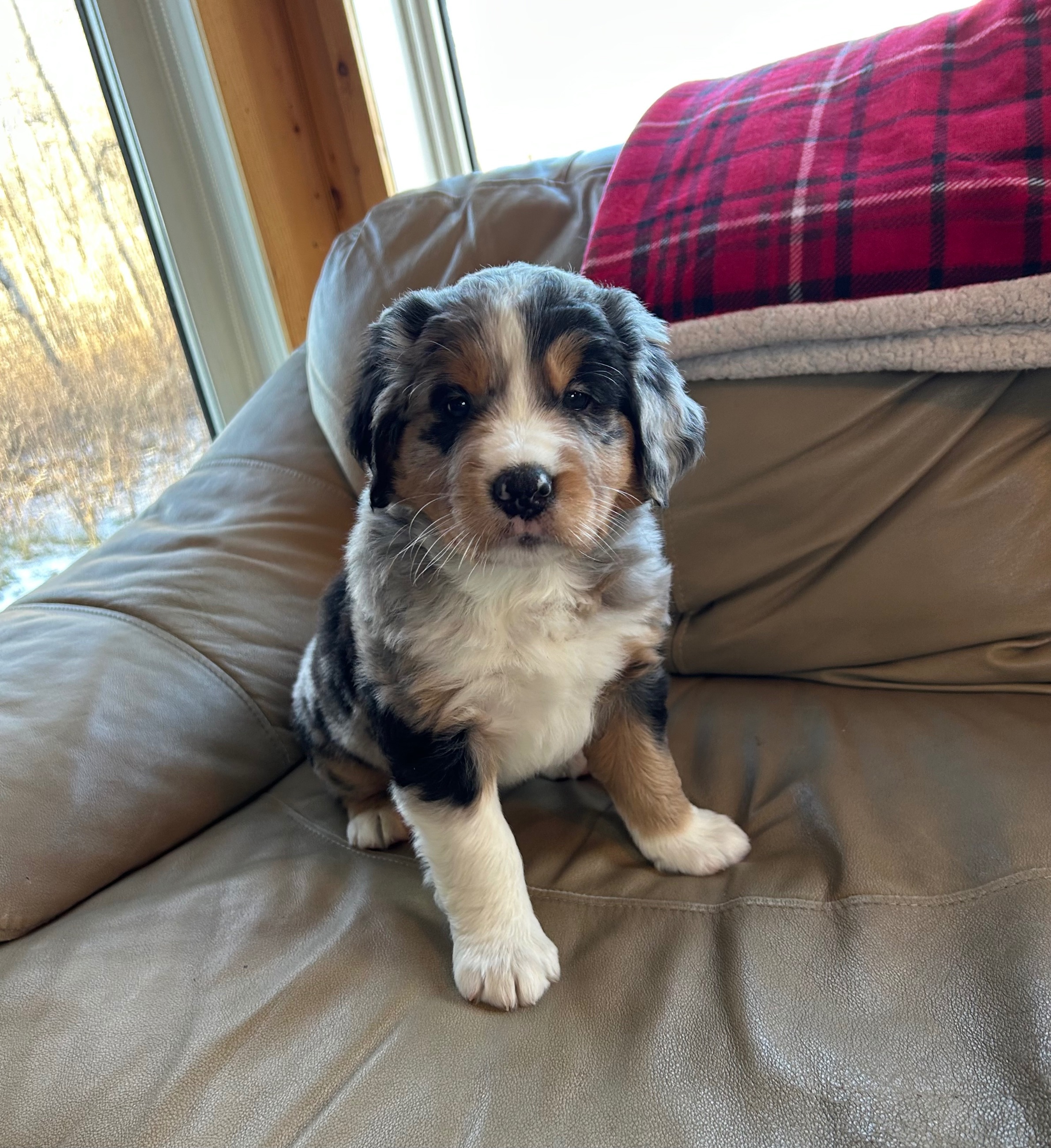 Photo of Beautiful Bernese/Aussie Puppies