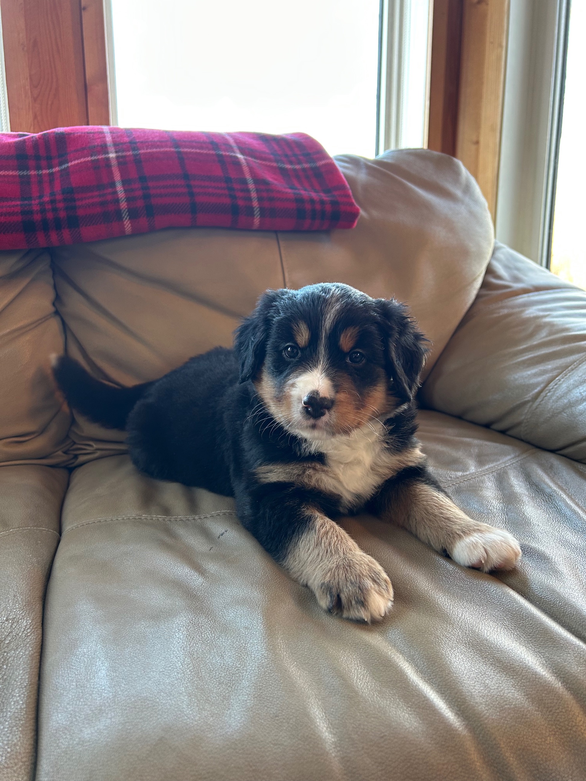 Beautiful Bernese/Aussie Puppies - 2 - 1763230011580_IMG_9063
