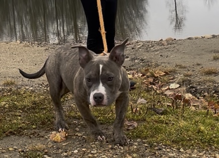 Photo of GRCH ADONIS AND GRCH WAFFLEHOUSE GRANDDAUGHTERS