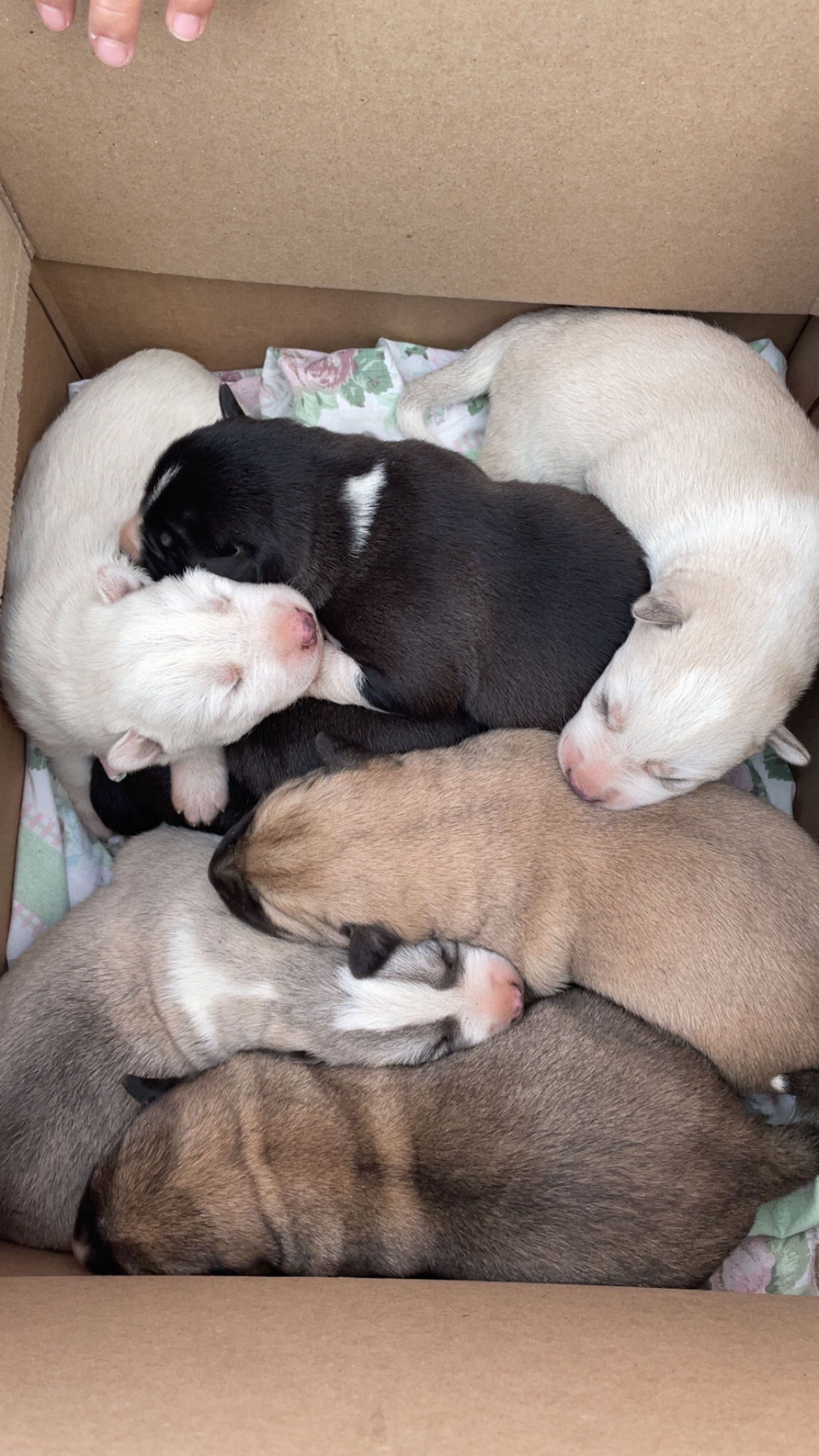Photo of Great Pyrenees/husky mix