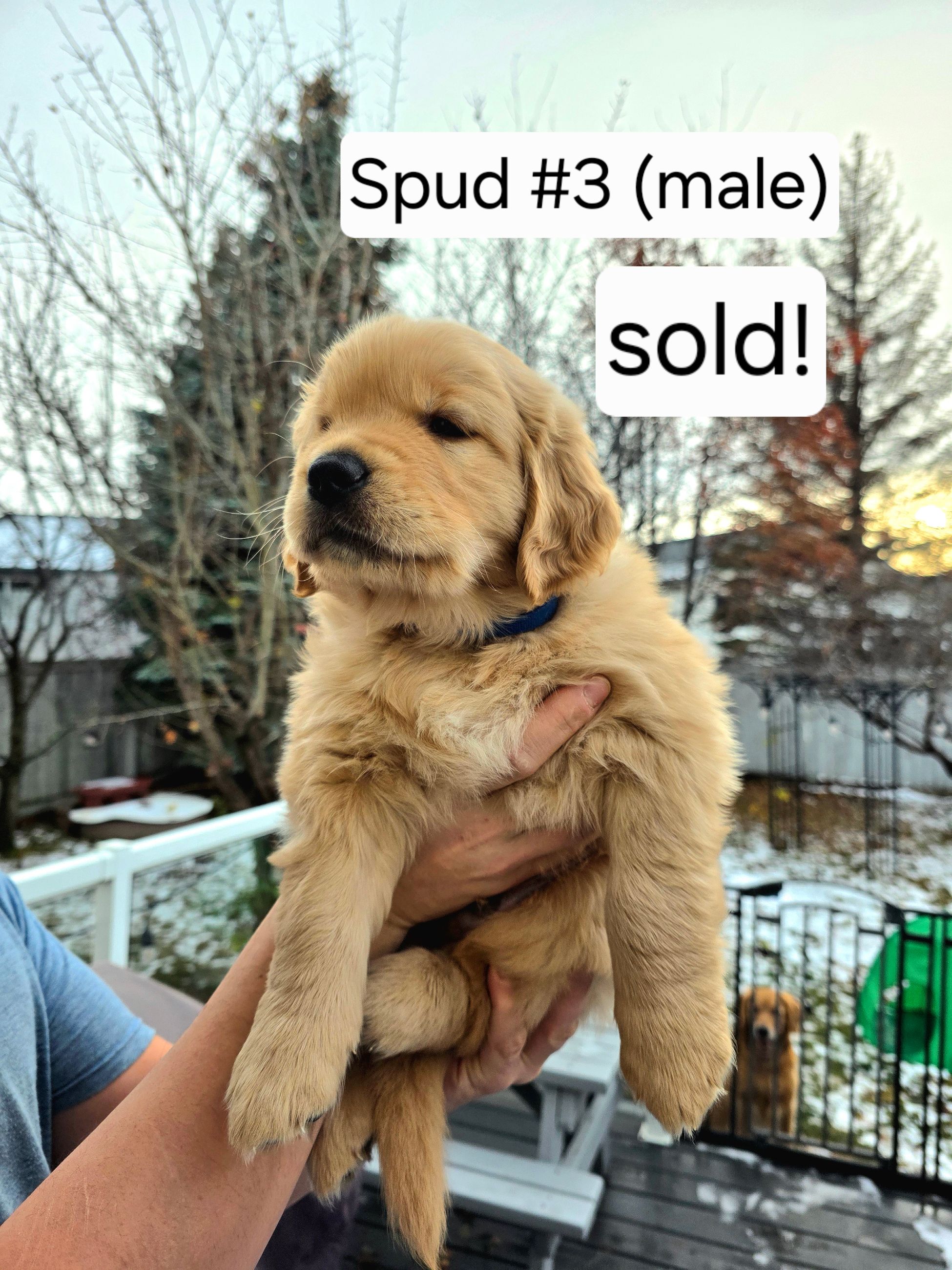 Photo of Purebred Golden Retriever puppies for sale