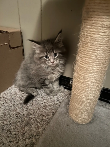 TICA Registered Purebred Maine Coon Kittens Ready for Christmass - 7 - 1763418752129_Screenshot 2025-11-17 152623