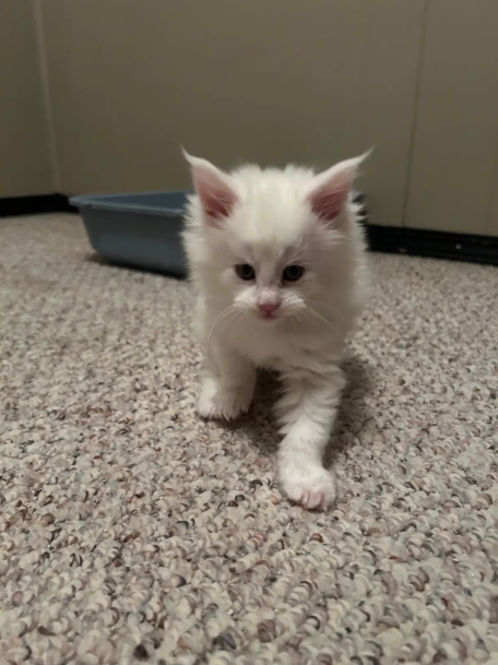 TICA Registered Purebred Maine Coon Kittens Ready for Christmass - 8 - 1763418752129_Screenshot 2025-11-17 152650