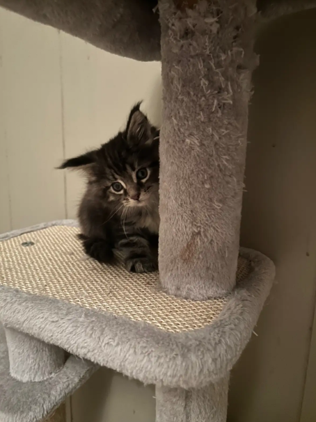 TICA Registered Purebred Maine Coon Kittens Ready for Christmass - 9 - 1763418752129_Screenshot 2025-11-17 152704