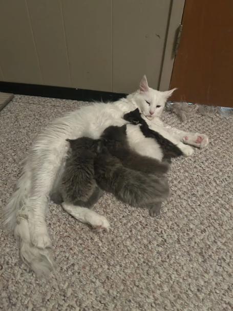 TICA Registered Purebred Maine Coon Kittens Ready for Christmass - 10 - 1763418752129_Screenshot 2025-11-17 152723