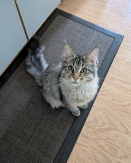 TICA Registered Purebred Maine Coon Kittens Ready for Christmass - 11 - 1763418752129_Screenshot 2025-11-17 152740