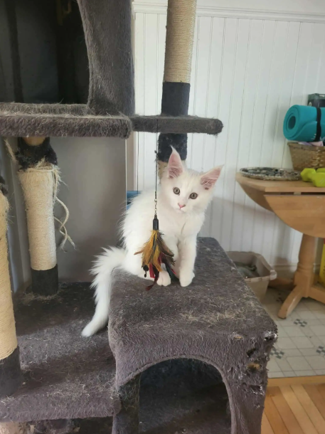 TICA Registered Purebred Maine Coon Kittens Ready for Christmass - 12 - 1763418752129_Screenshot 2025-11-17 152752