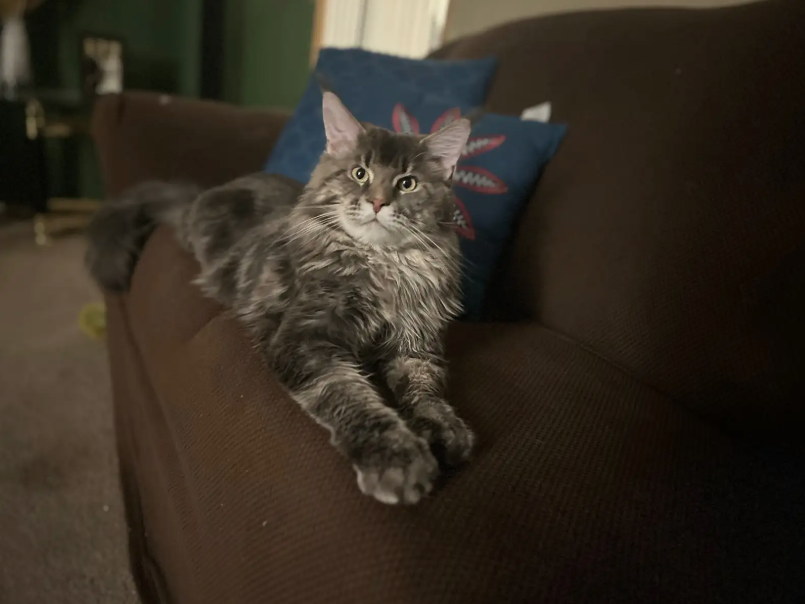 TICA Registered Purebred Maine Coon Kittens Ready for Christmass - 13 - 1763418752129_Screenshot 2025-11-17 152809