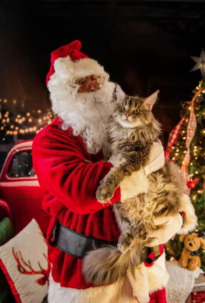 TICA Registered Purebred Maine Coon Kittens Ready for Christmass - 6 - 1763418752129_Screenshot 2025-11-17 152826