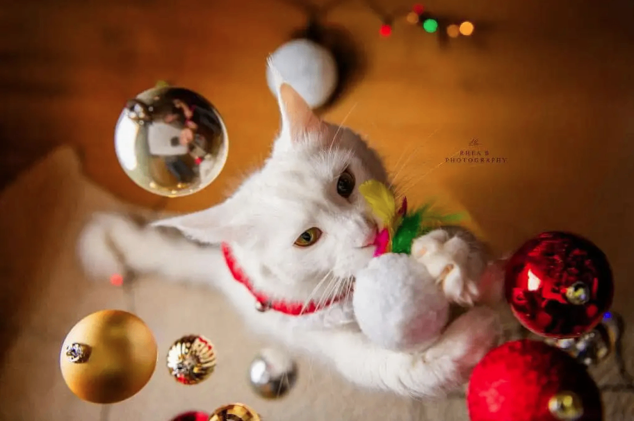 TICA Registered Purebred Maine Coon Kittens Ready for Christmass - 14 - 1763418752924_Screenshot 2025-11-17 152855