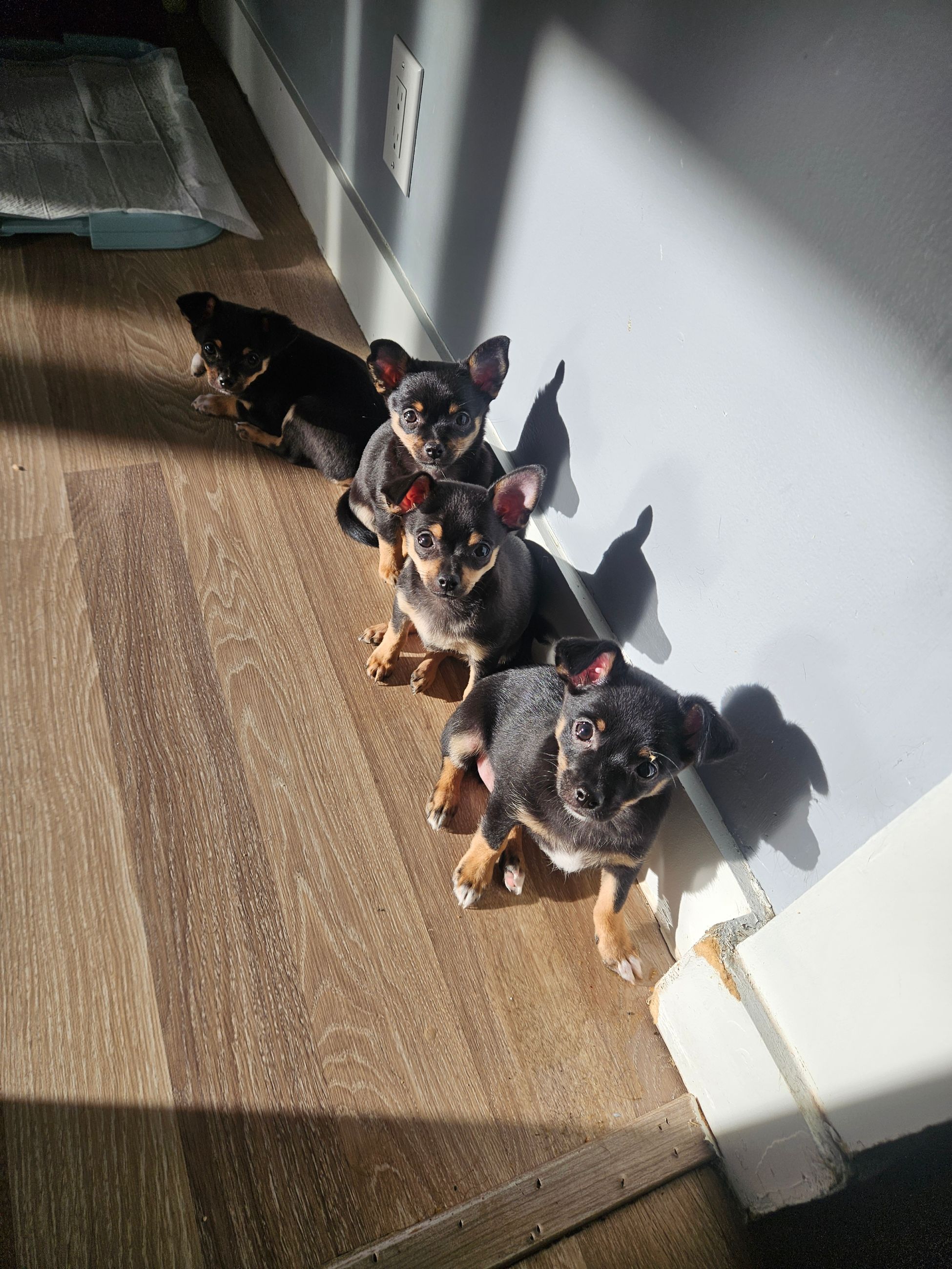 Pure Chihuahua puppies  - 11 - 1763429427761_1000011236