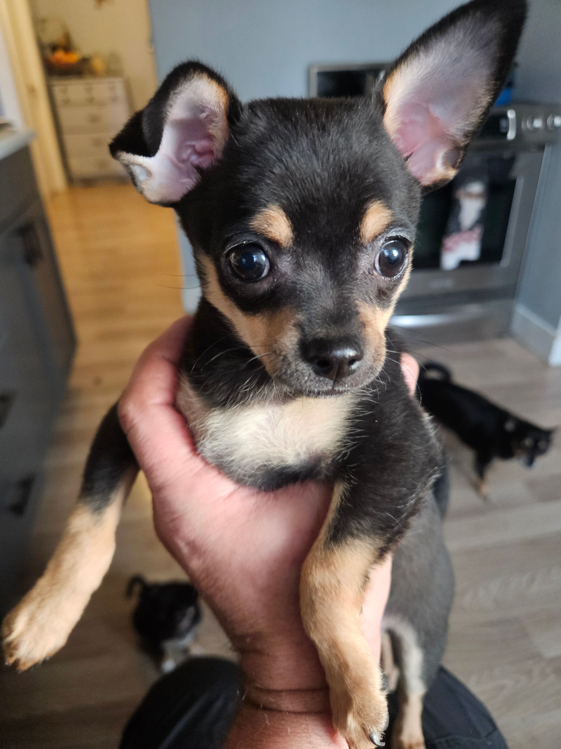 Pure Chihuahua puppies  - 10 - 1763429427807_1000011235