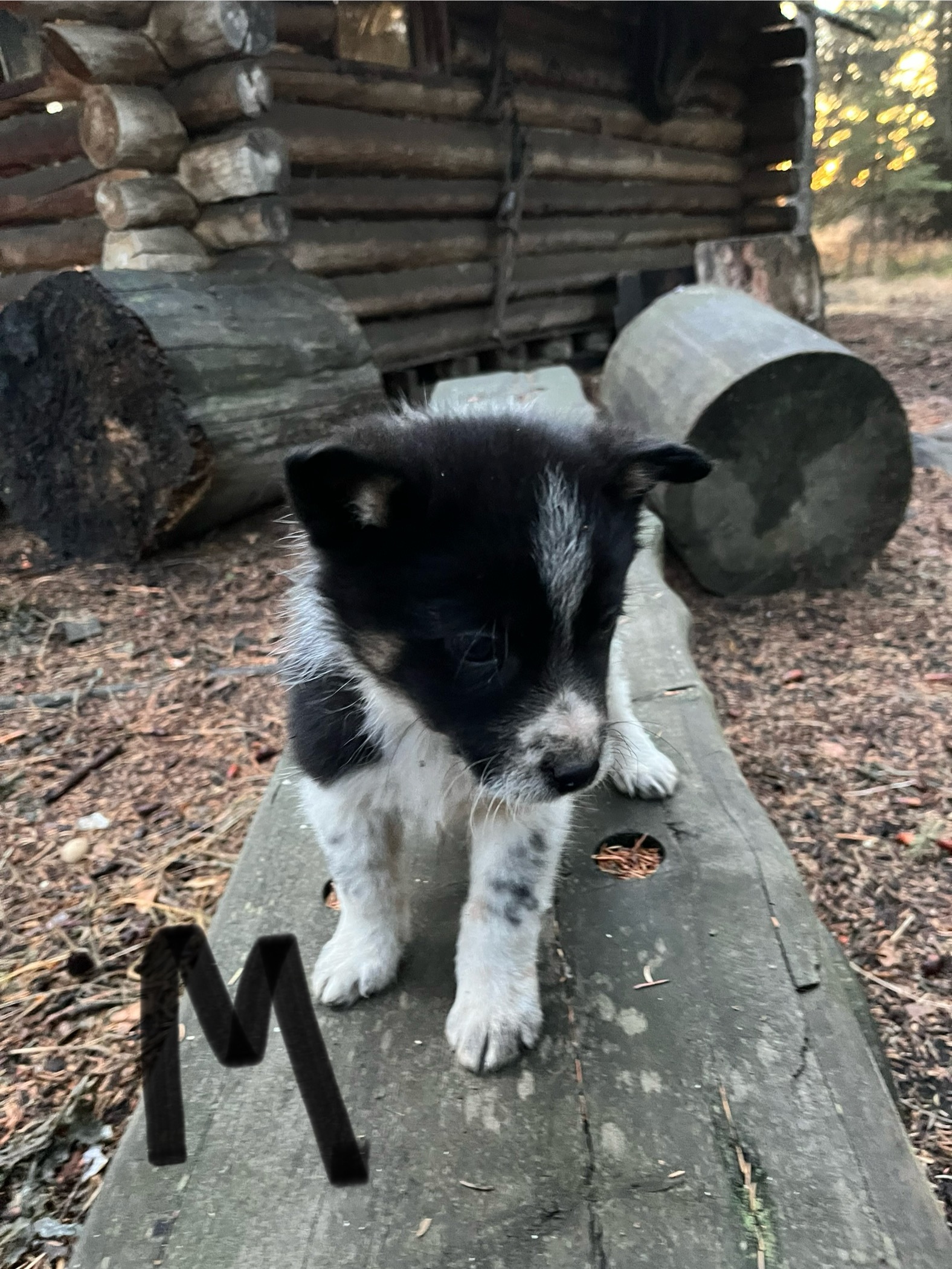 Photo of Border collie pups 
