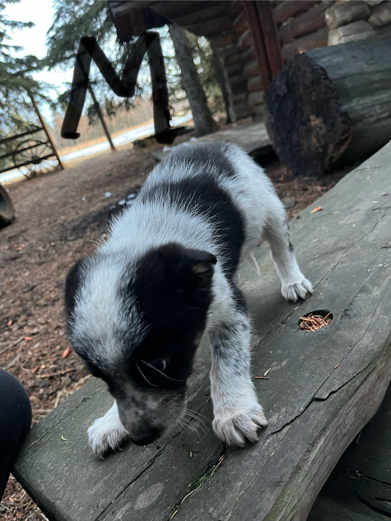 Border collie pups - 3 - 1763501914923_IMG_8287