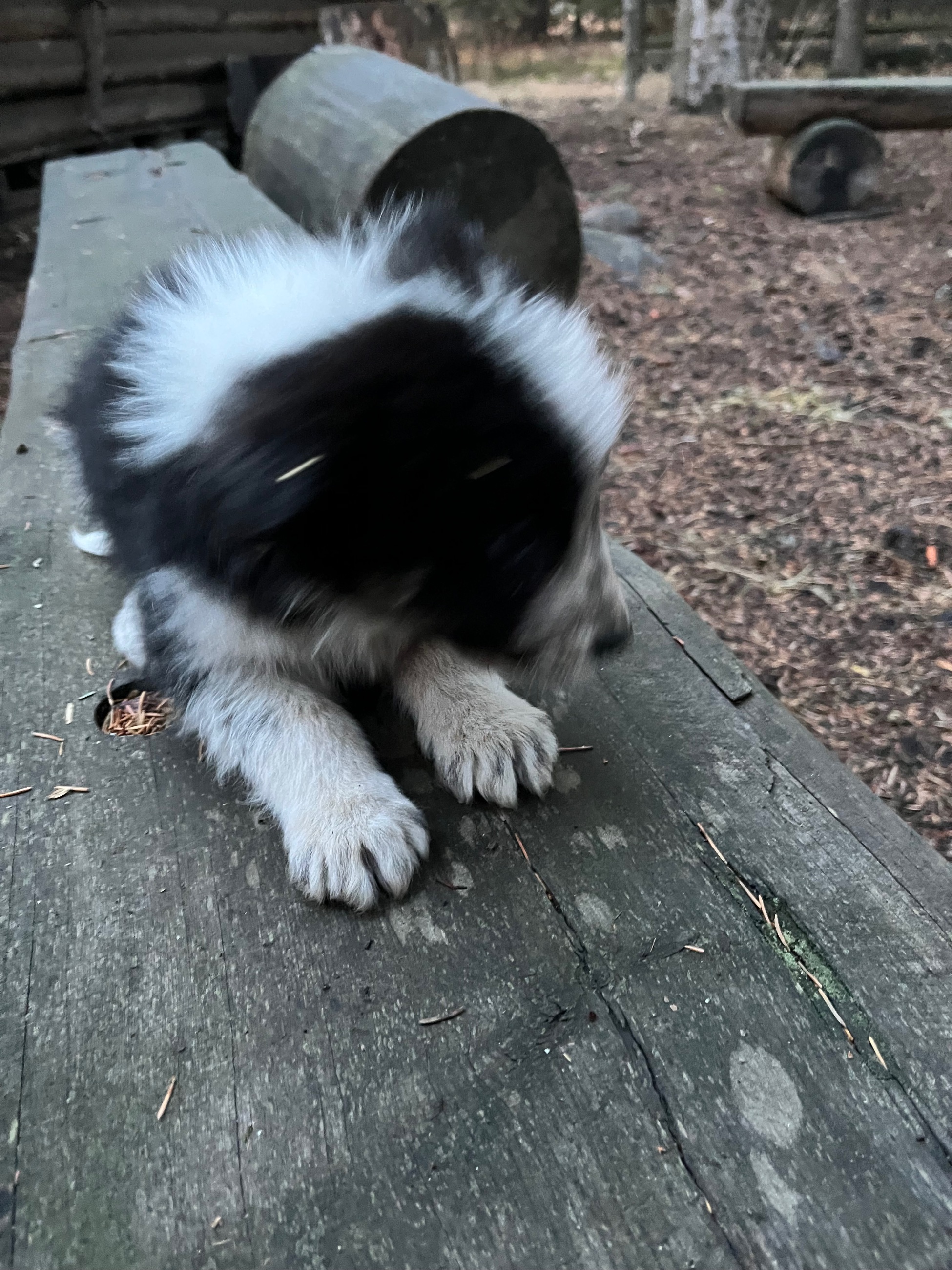 Border collie pups - 5 - 1763501914997_IMG_8288