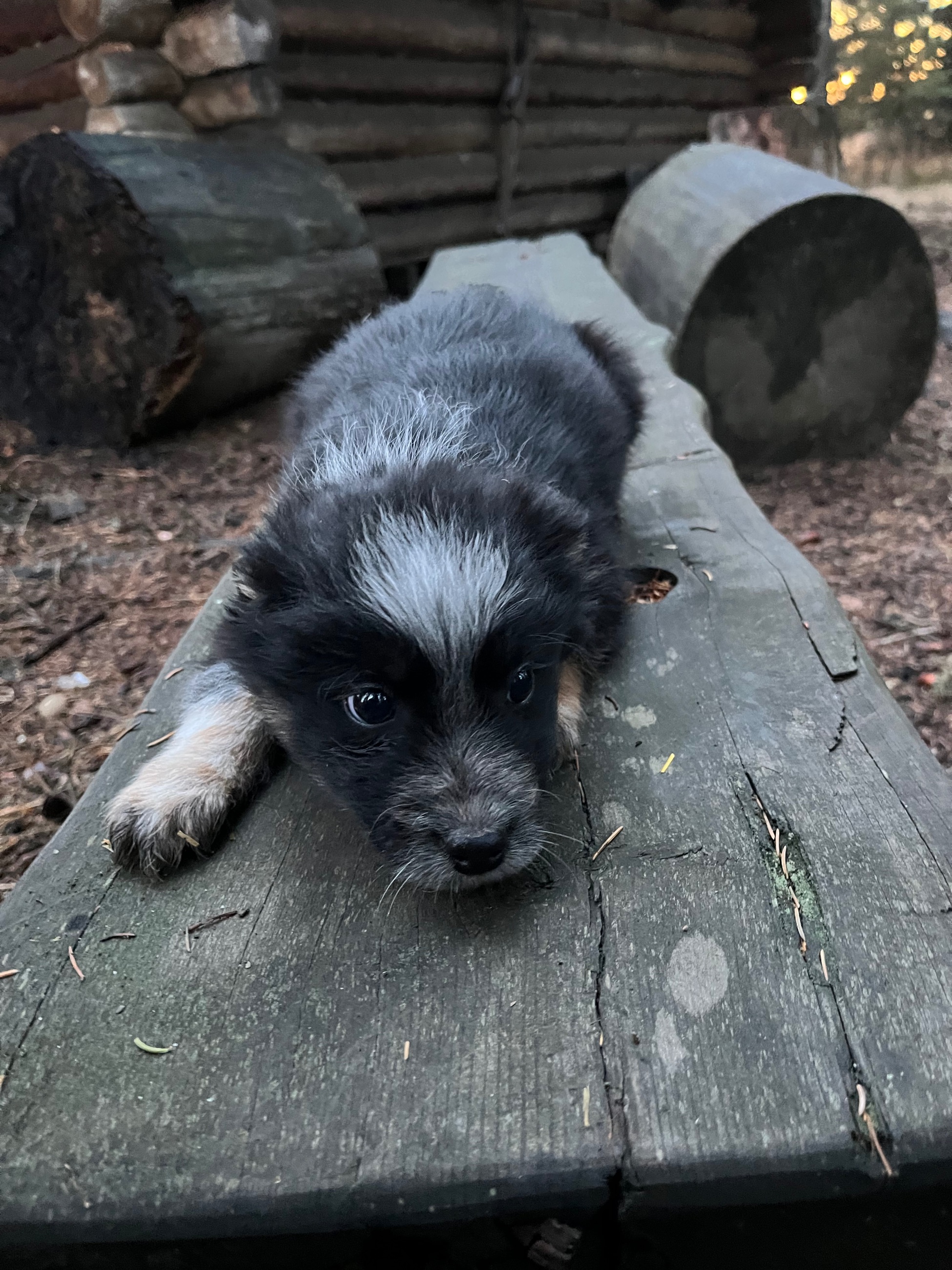 Border collie pups - 8 - 1763501915037_IMG_8302