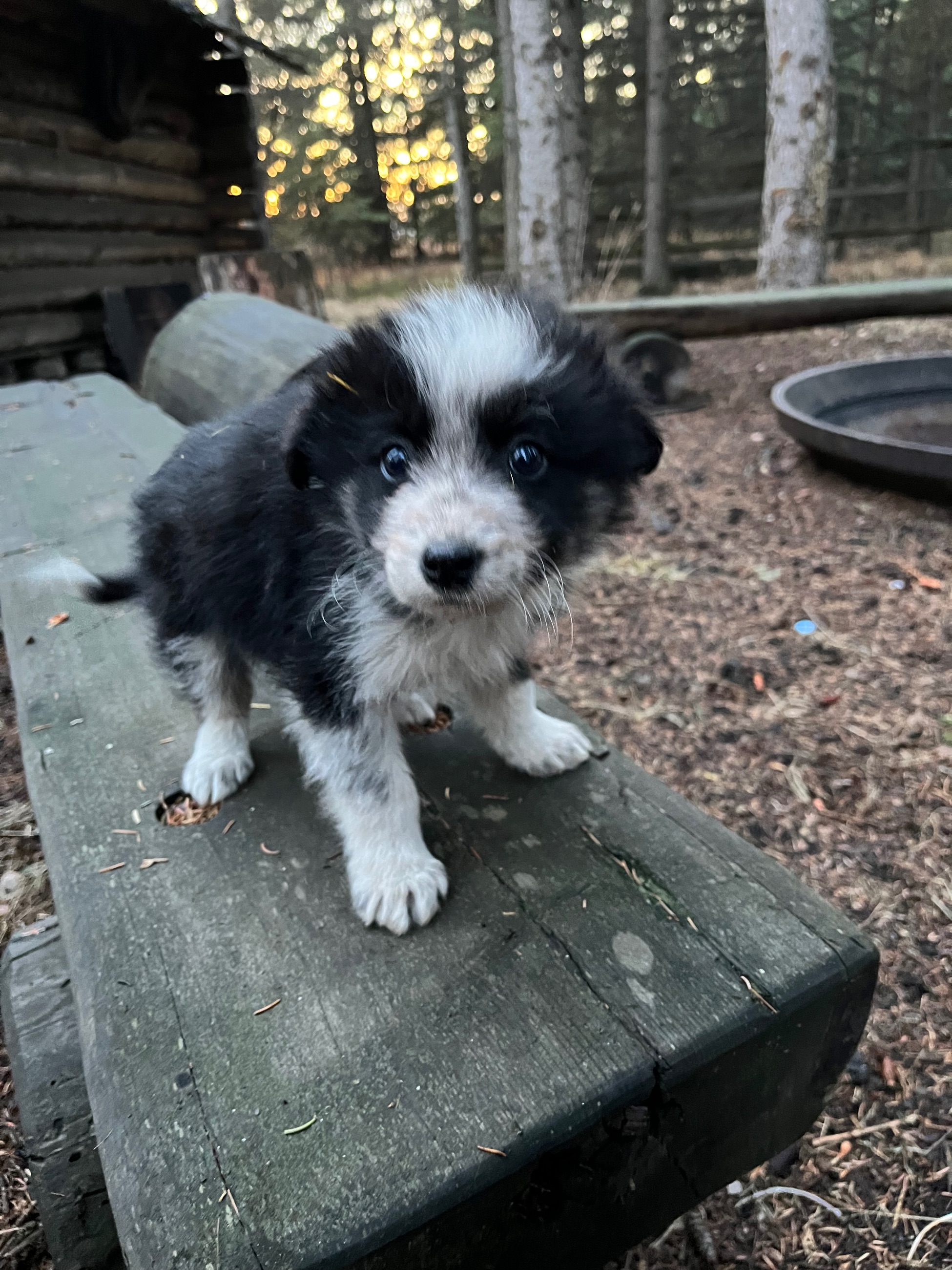 Border collie pups - 6 - 1763501915078_IMG_8292