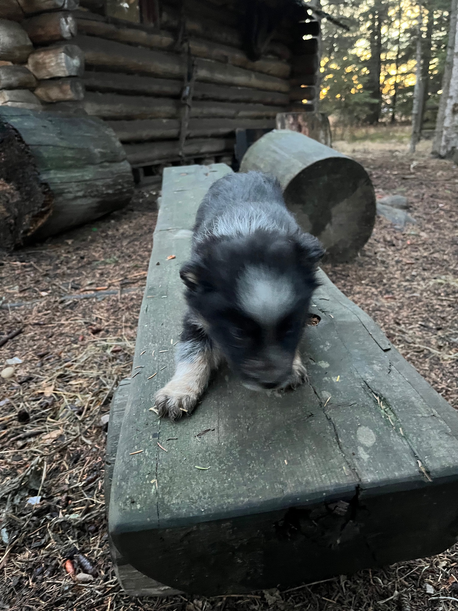 Border collie pups - 7 - 1763501915118_IMG_8303