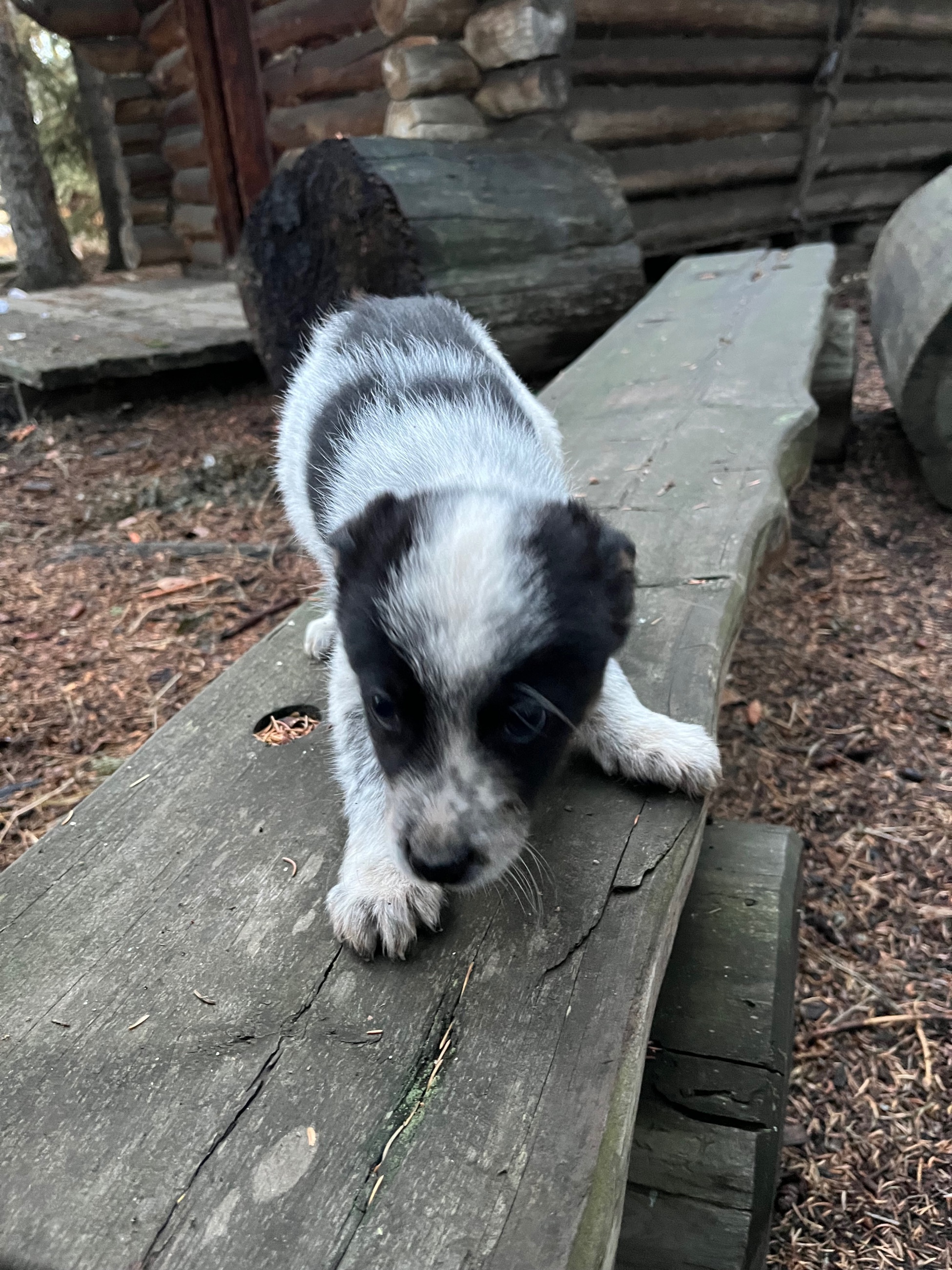 Border collie pups - 4 - 1763501915159_IMG_8284