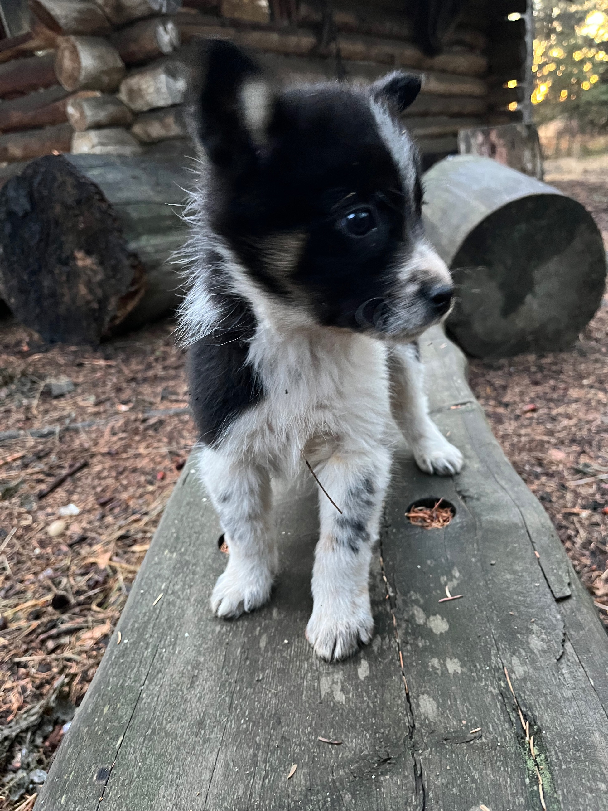 Border collie pups - 2 - 1763501915200_IMG_8282