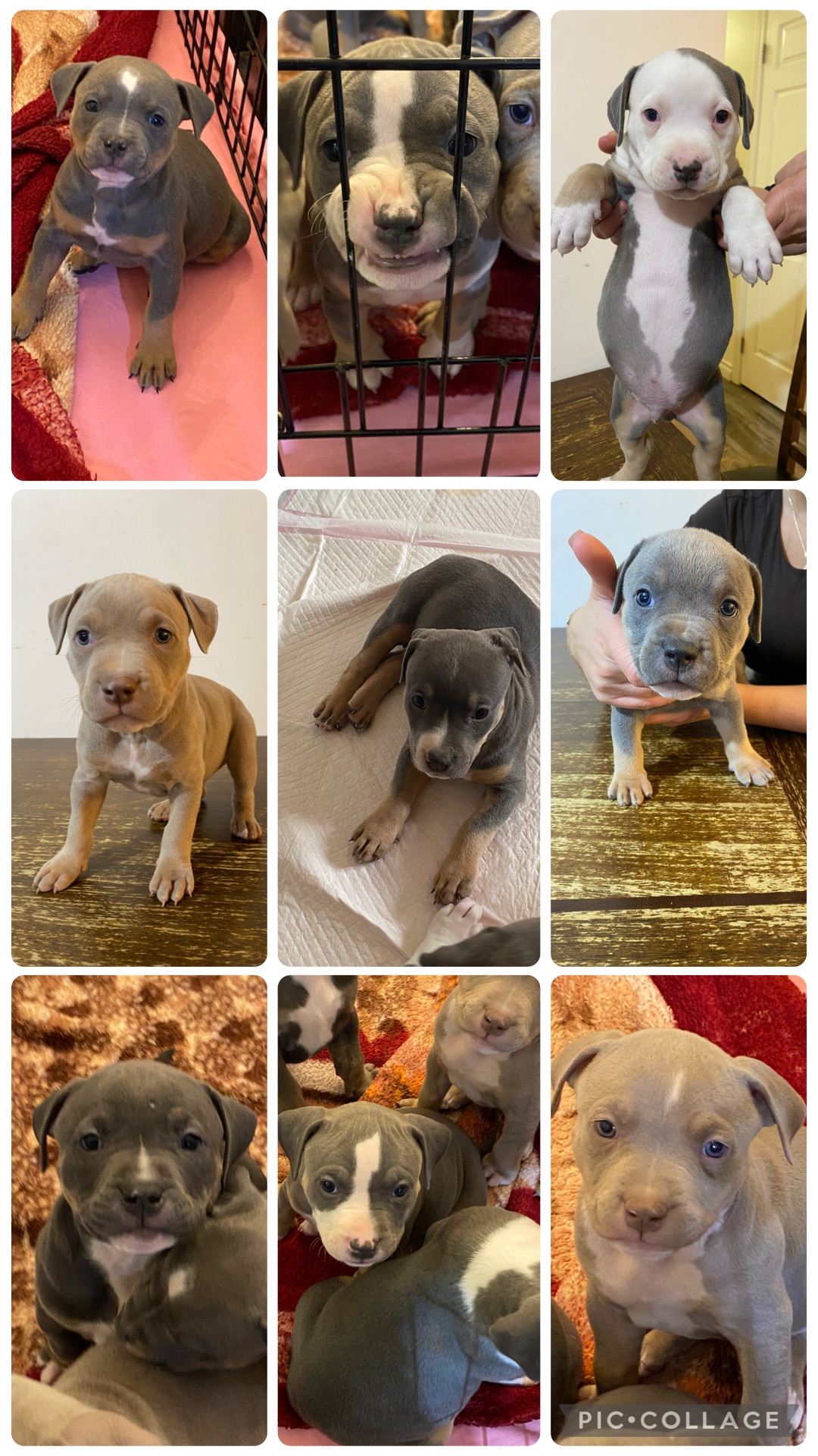 Photo of CLASSIC AMERICAN BULLY PUPPIES ***ABKC REGISTERED***