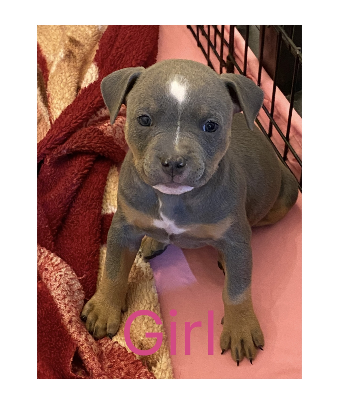 CLASSIC AMERICAN BULLY PUPPIES ***ABKC REGISTERED*** - 10 - 1763507215333_IMG_1481