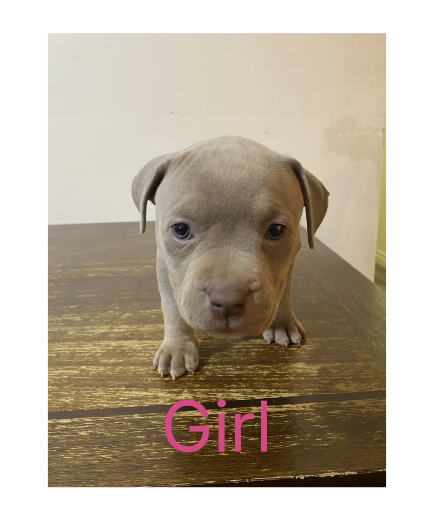 CLASSIC AMERICAN BULLY PUPPIES ***ABKC REGISTERED*** - 7 - 1763507215333_IMG_1485