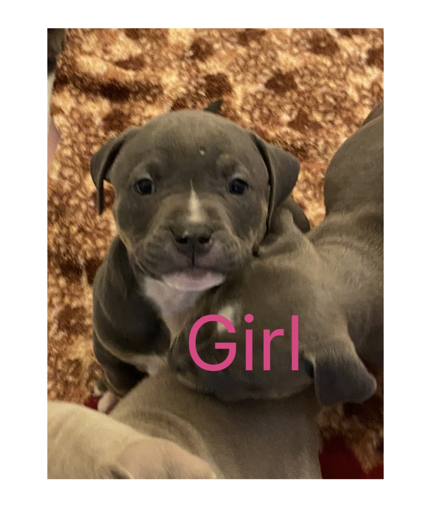 CLASSIC AMERICAN BULLY PUPPIES ***ABKC REGISTERED*** - 8 - 1763507215333_IMG_1486