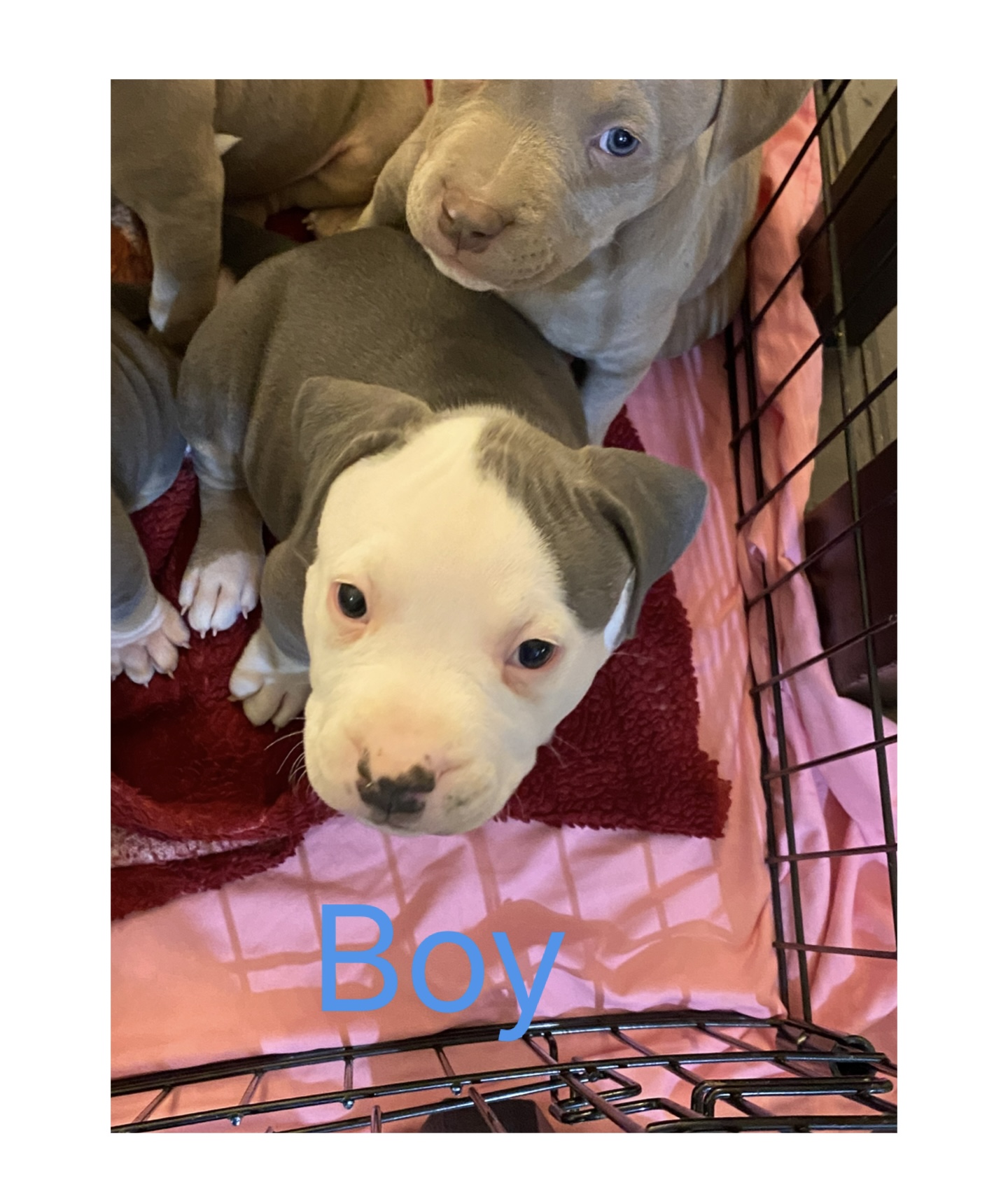 CLASSIC AMERICAN BULLY PUPPIES ***ABKC REGISTERED*** - 4 - 1763507215333_IMG_1494