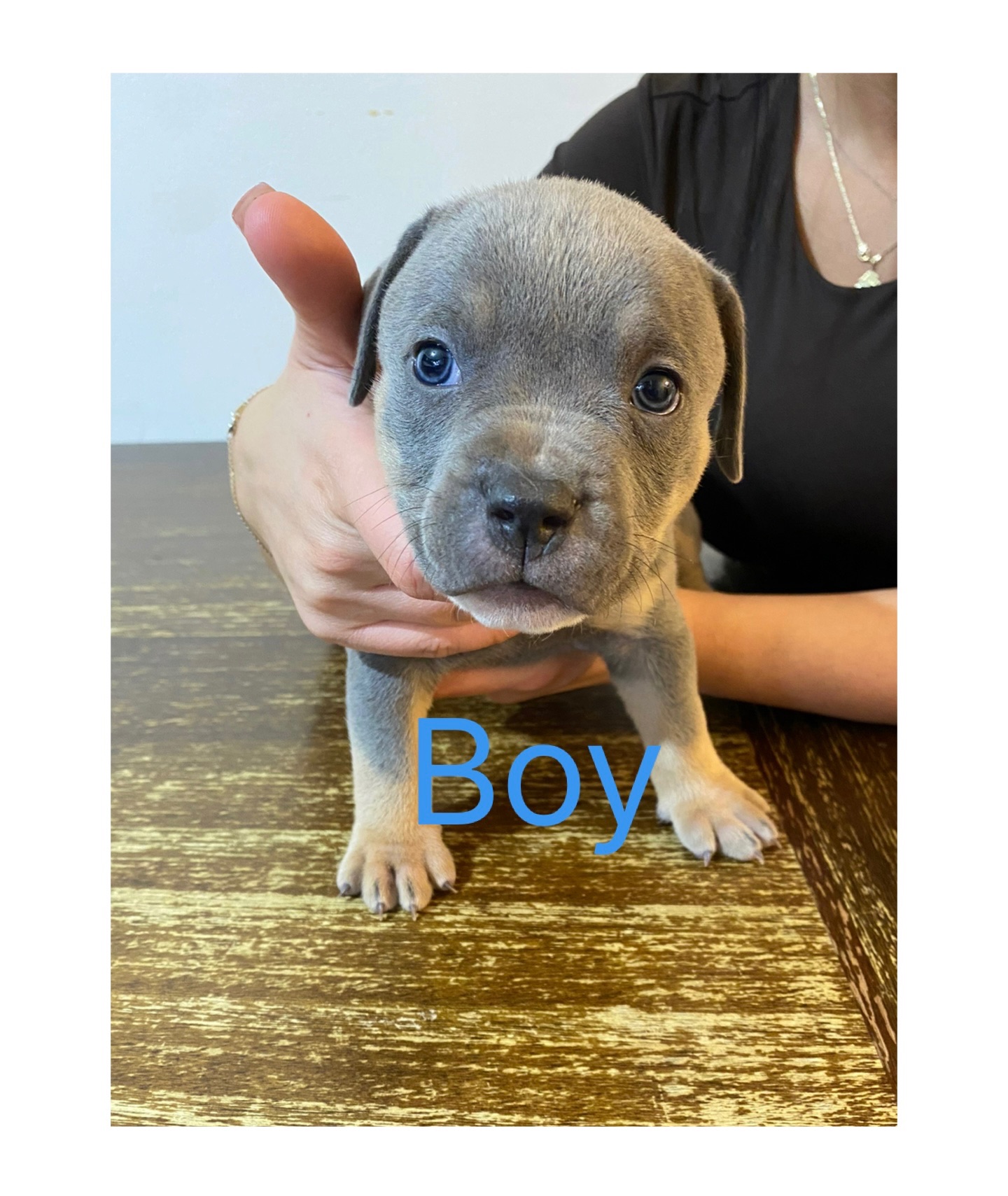 CLASSIC AMERICAN BULLY PUPPIES ***ABKC REGISTERED*** - 9 - 1763507215433_IMG_1487