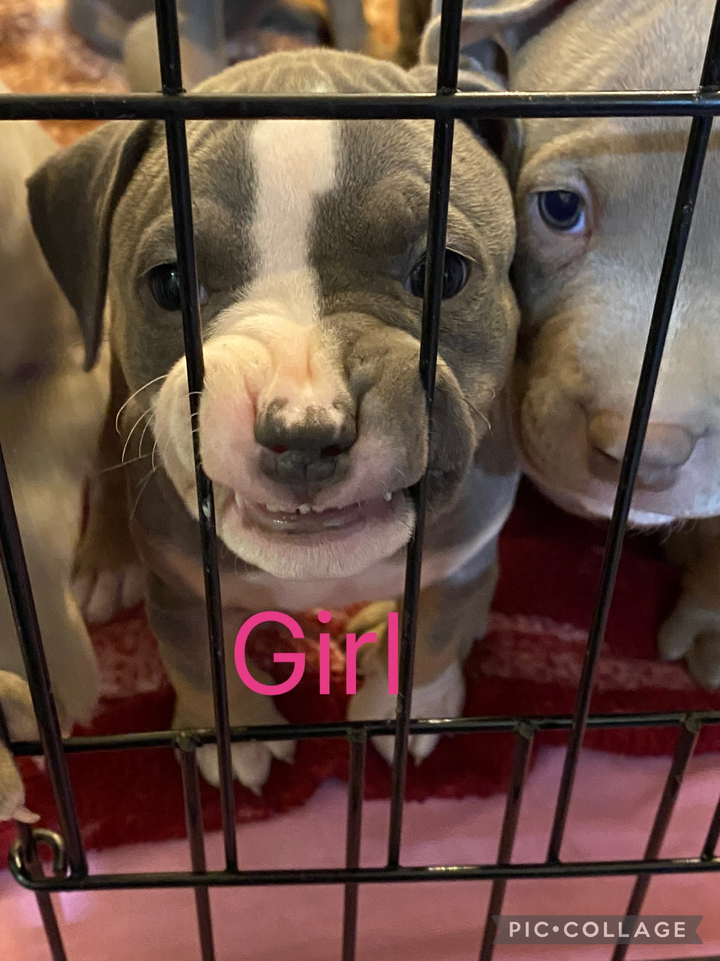 CLASSIC AMERICAN BULLY PUPPIES ***ABKC REGISTERED*** - 6 - 1763507215511_IMG_1484