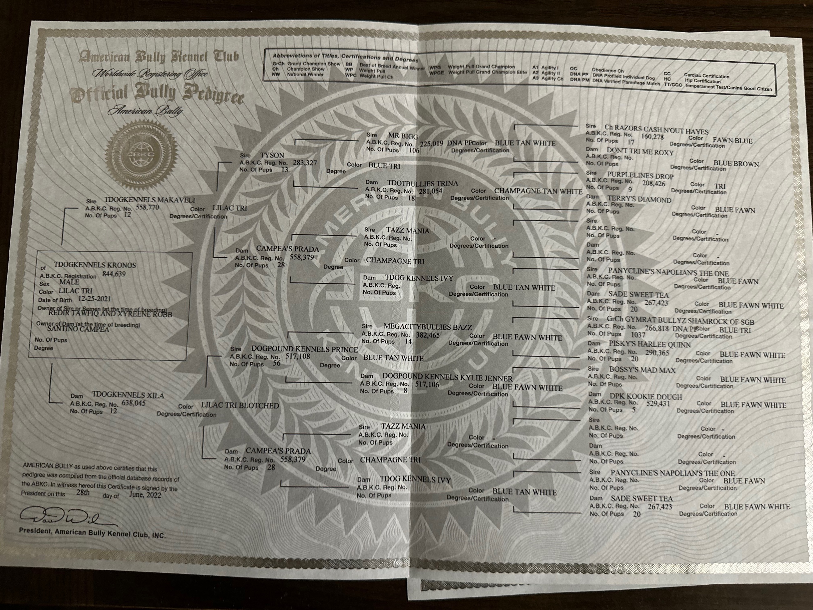 CLASSIC AMERICAN BULLY PUPPIES ***ABKC REGISTERED*** - 12 - 1763507237026_IMG_0028