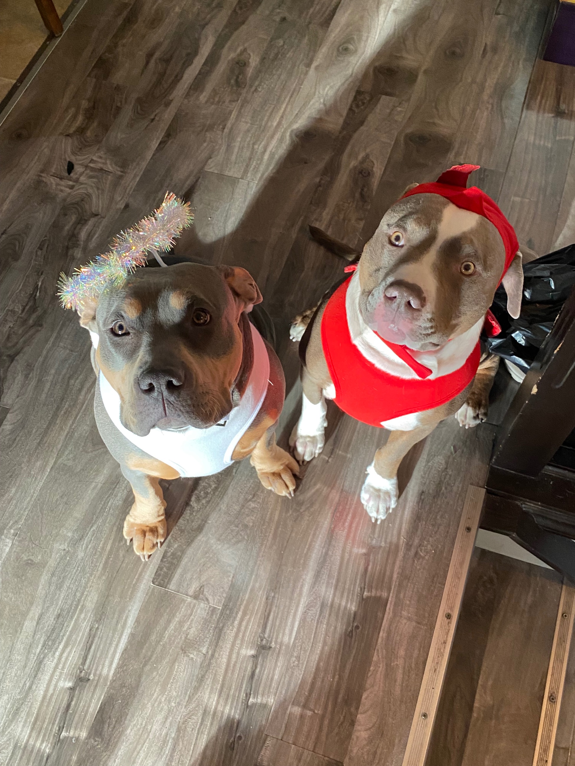 CLASSIC AMERICAN BULLY PUPPIES ***ABKC REGISTERED*** - 13 - 1763507317345_IMG_3821