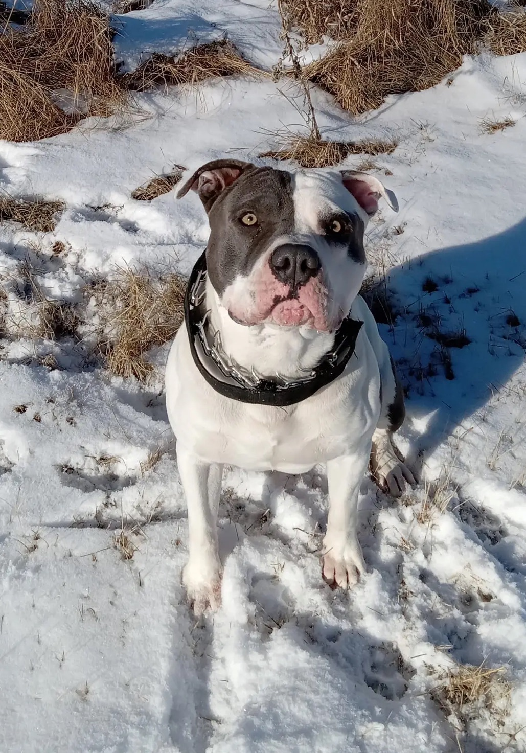 Photo of Looking to stud 