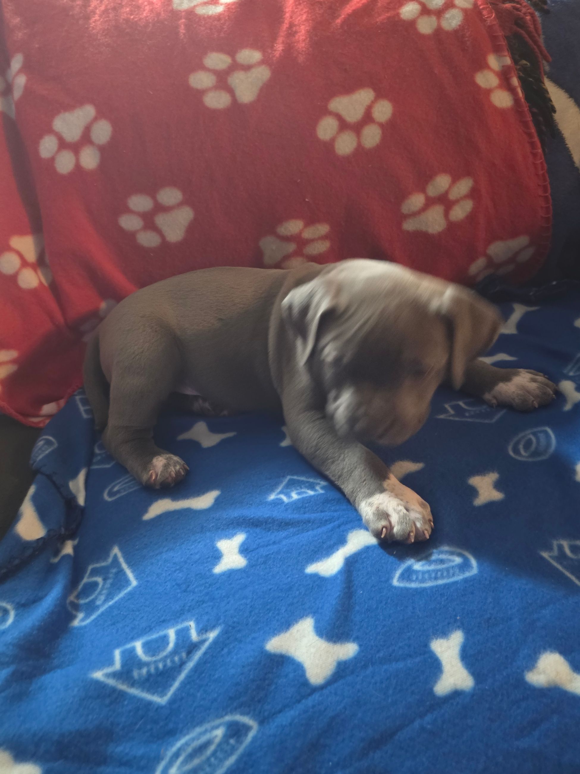 American bully  puppies! - 11 - 1763555266203_1000002281