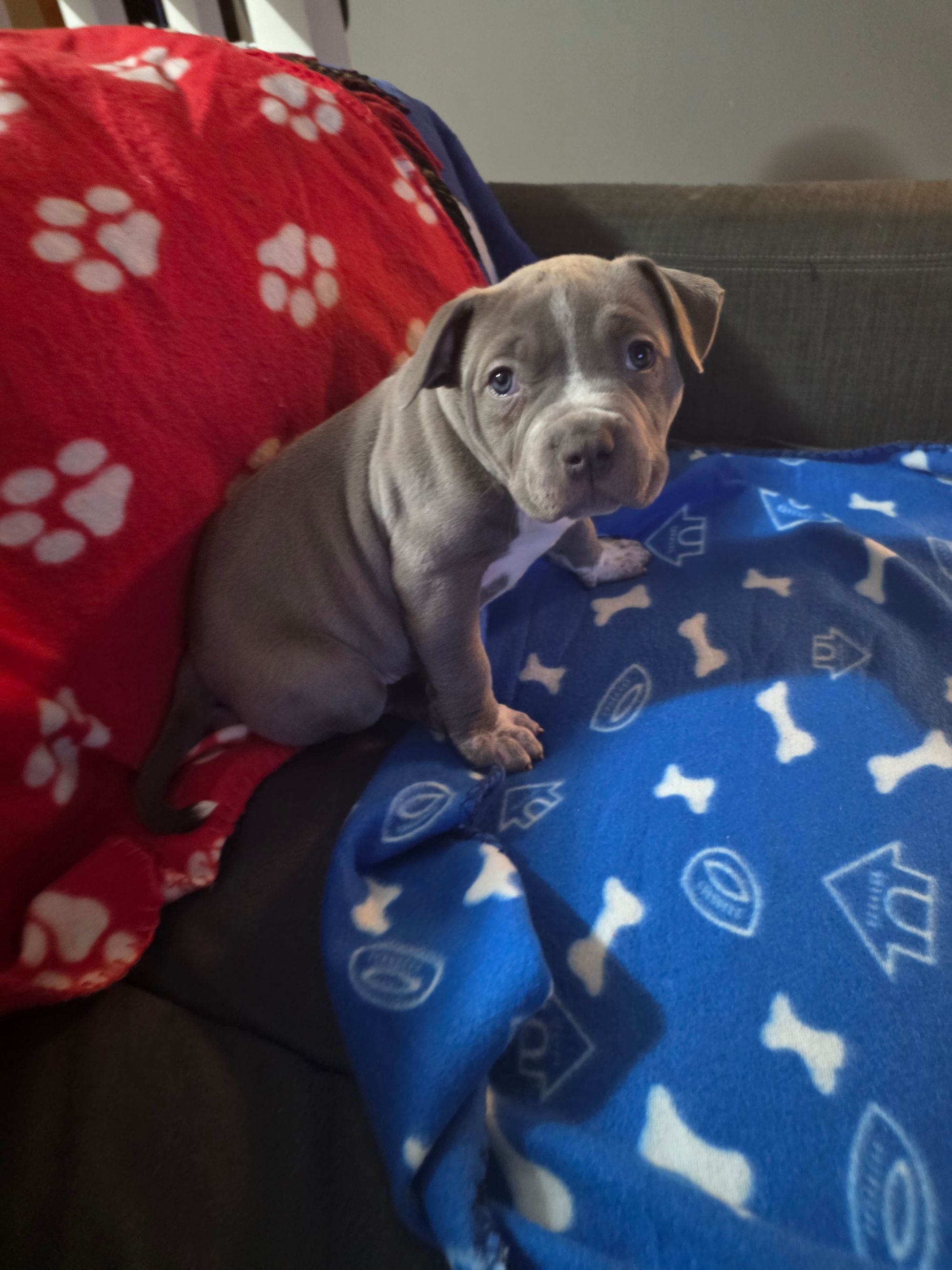 American bully  puppies! - 12 - 1763555266215_1000002263