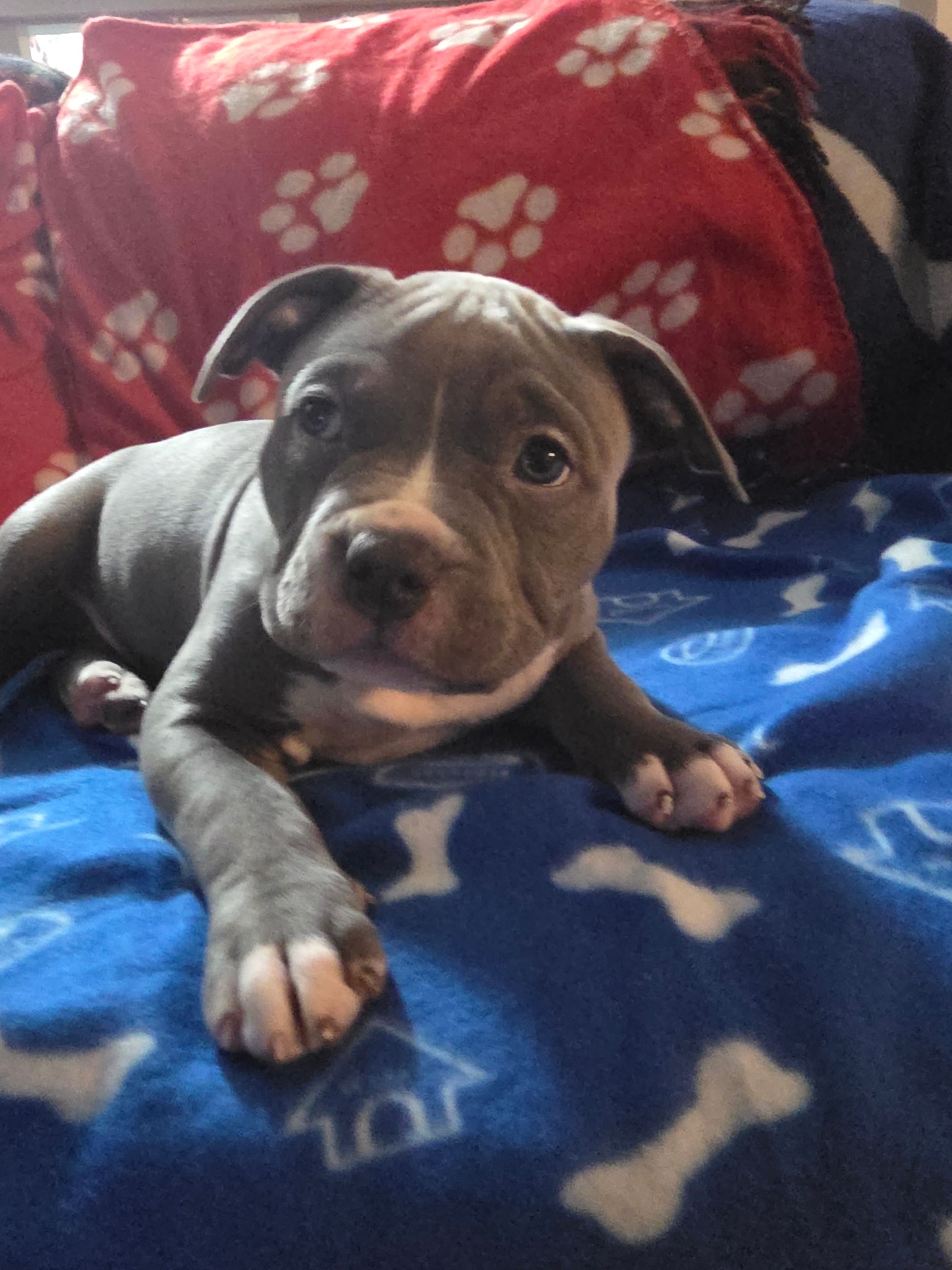 American bully  puppies! - 9 - 1763555266239_1000002300