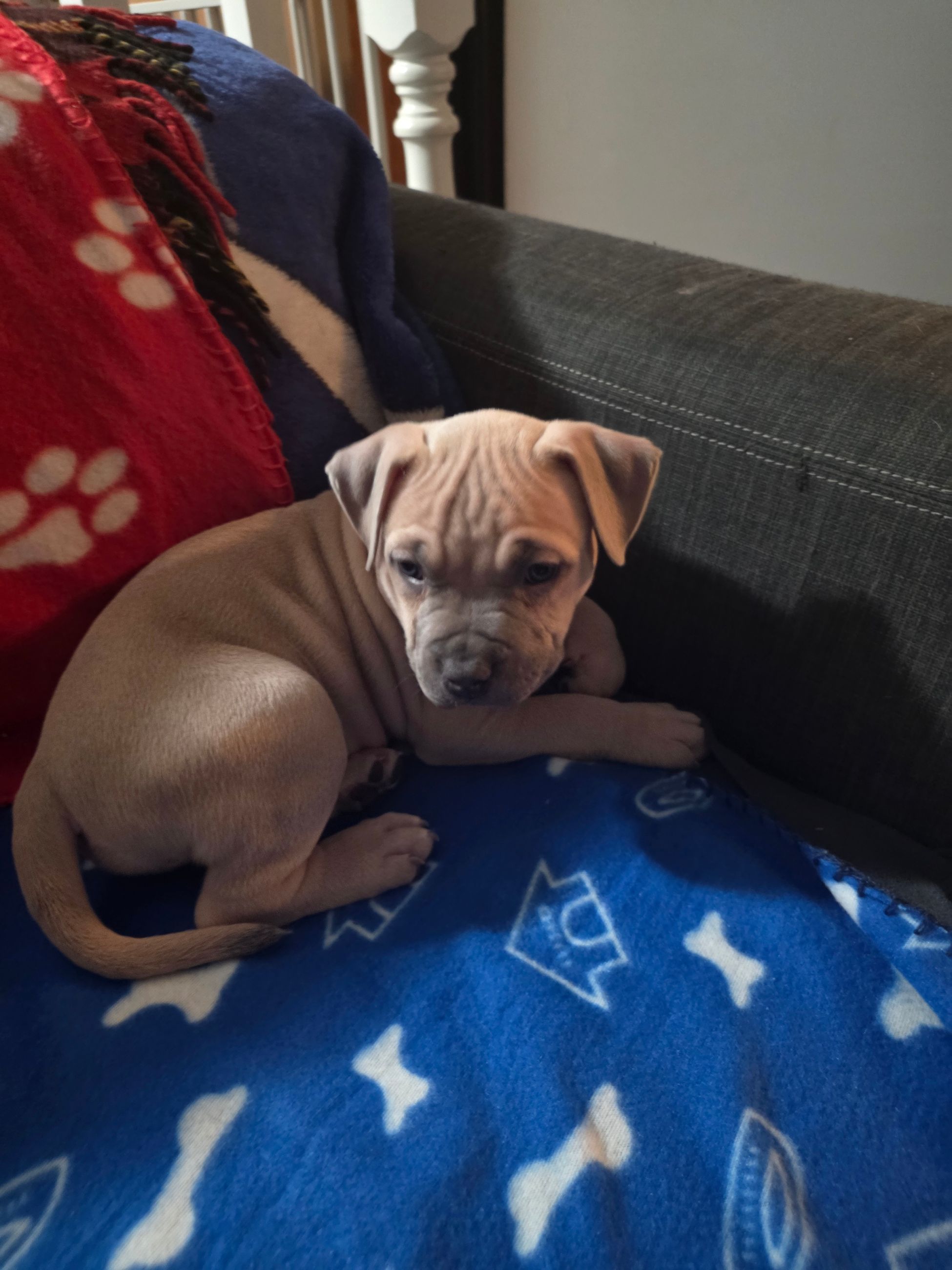 American bully  puppies! - 13 - 1763555266240_1000002230