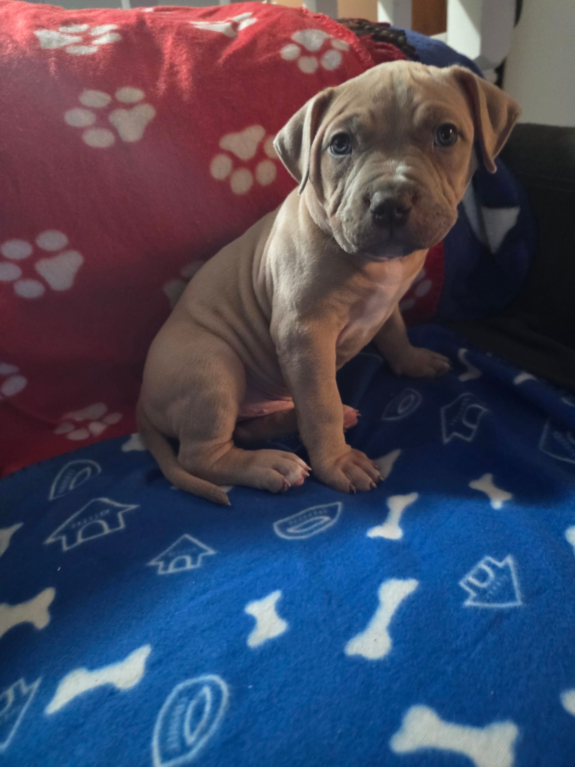 American bully  puppies! - 10 - 1763555266240_1000002274