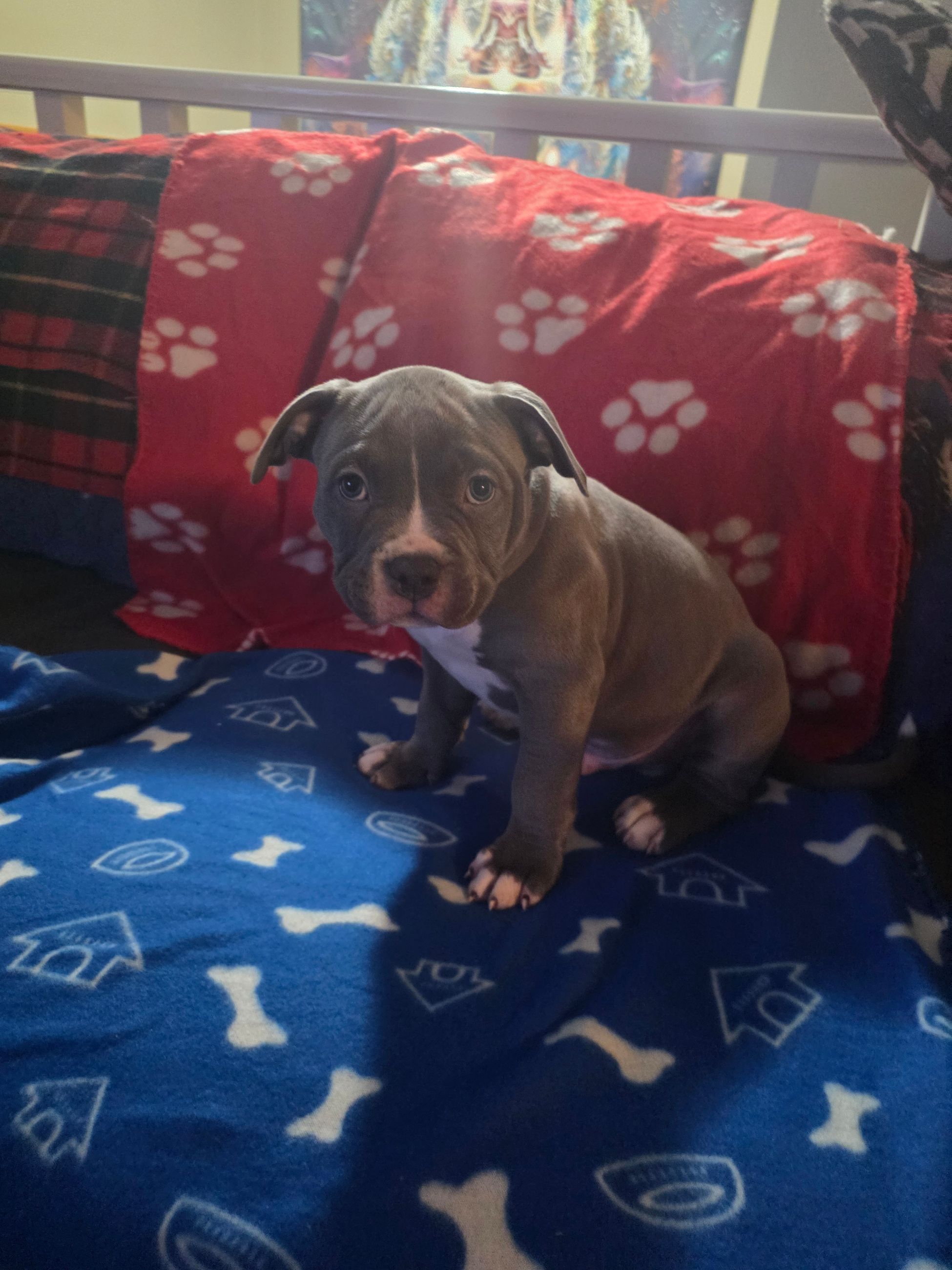 American bully  puppies! - 14 - 1763555266256_1000002222